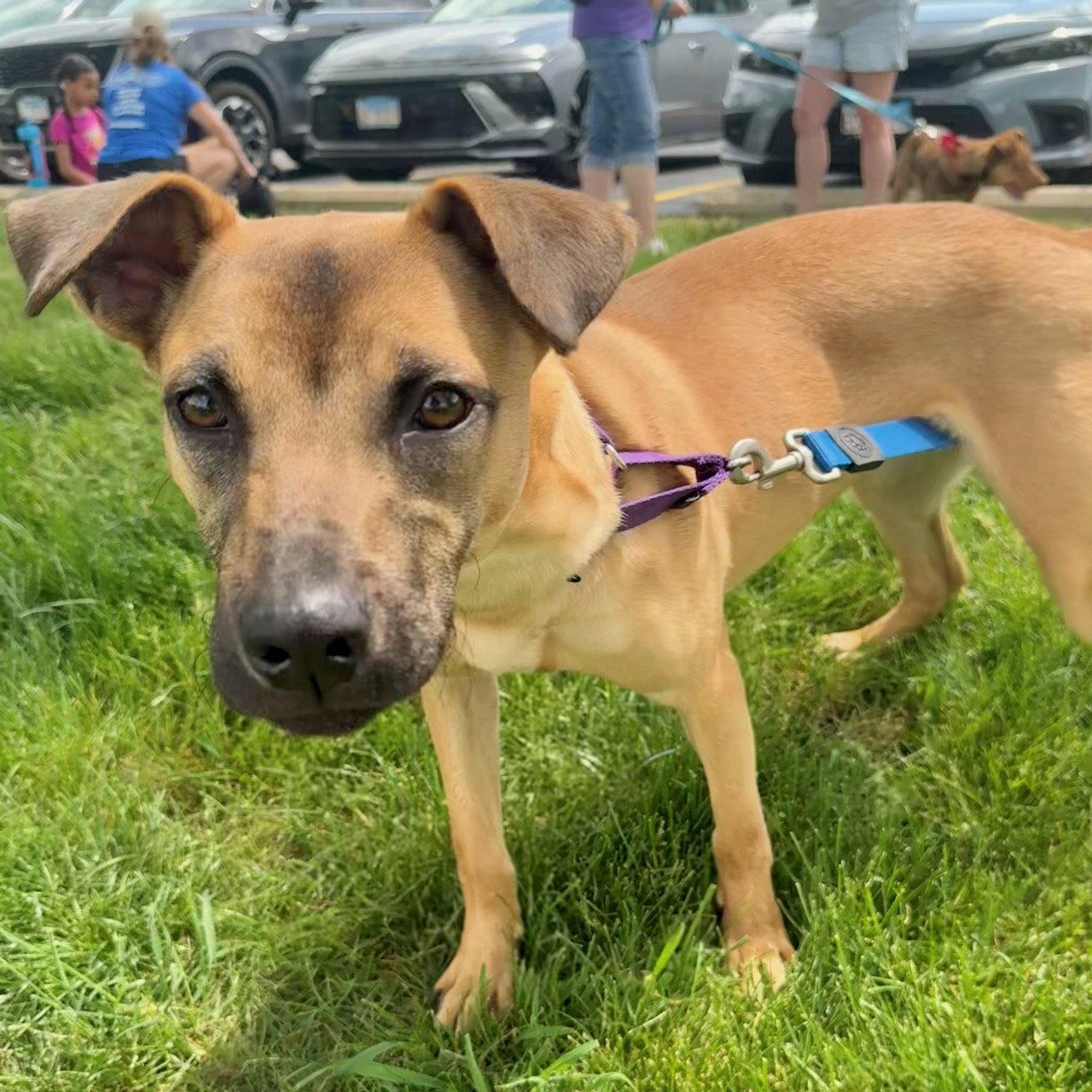 Elsie, a Adoptable mixed breed in GILBERTS, IL image 3/3