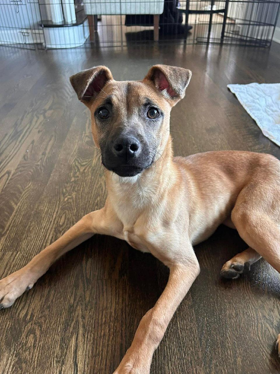 Enlarge Elsie, a Adoptable mixed breed in GILBERTS, IL image 3/3