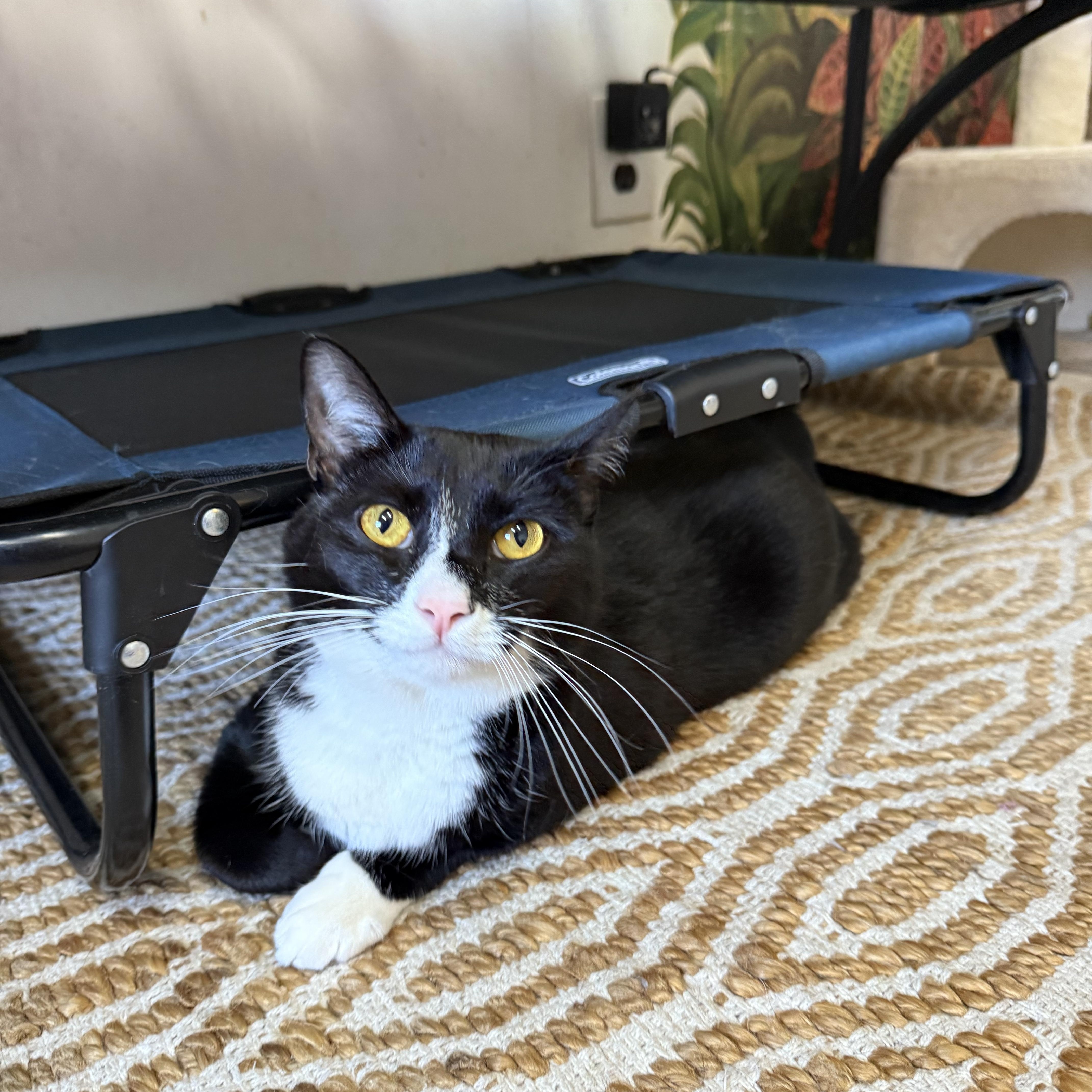 Zeus, ADOPTABLE, Adult Male Domestic Short Hair.