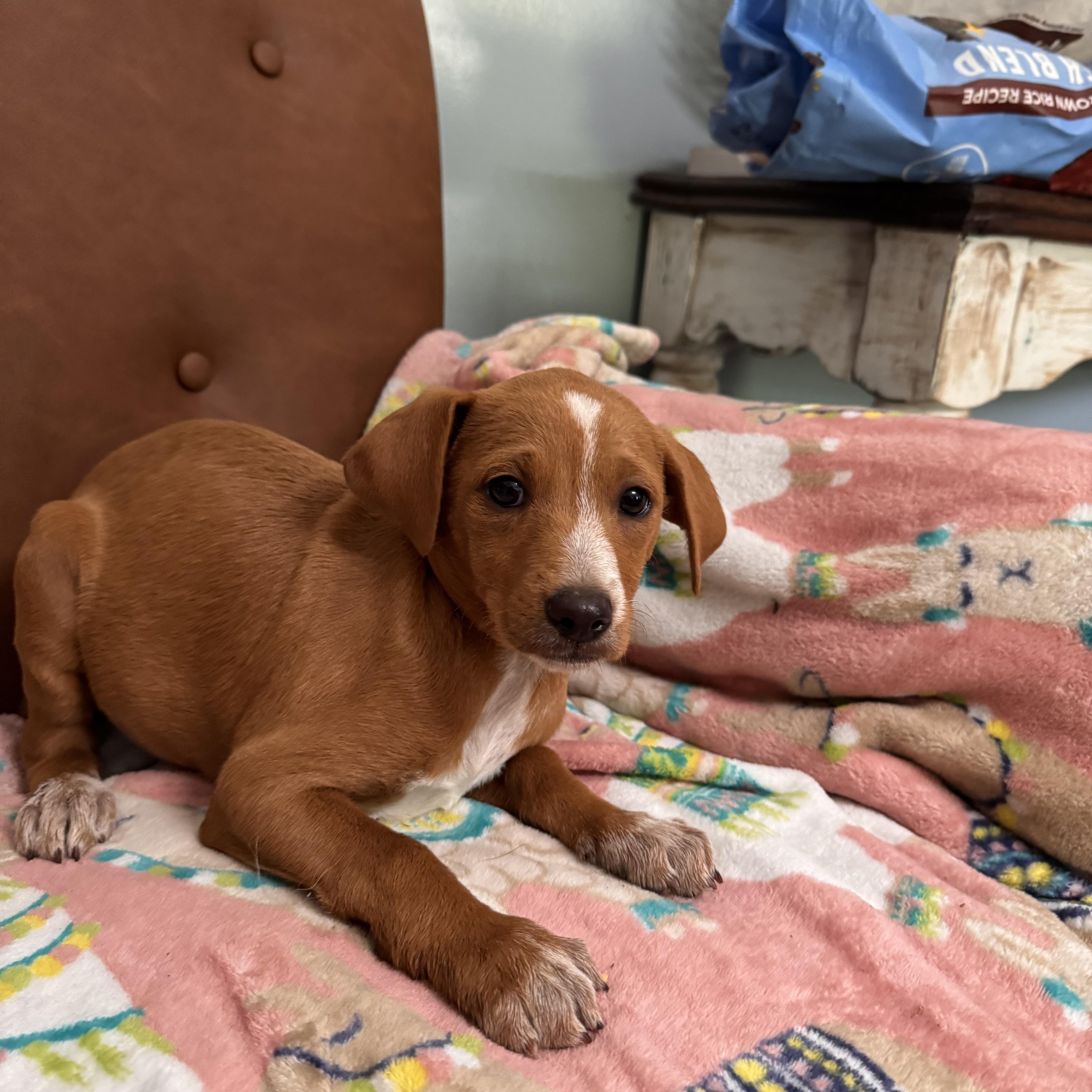 Cookie, an adoptable Goldendoodle in Sequatchie, TN, 37374 | Photo Image 5