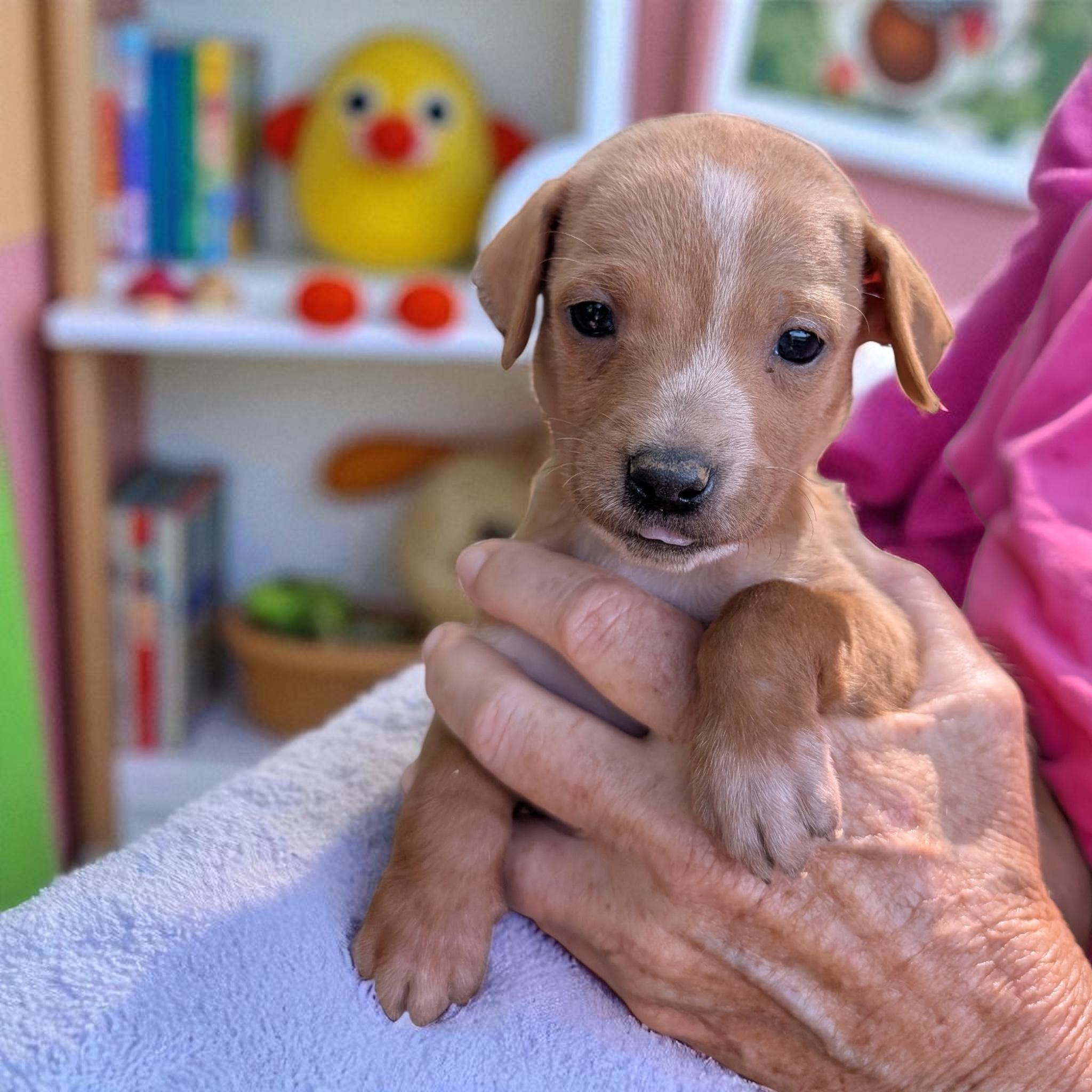 Cookie, an adoptable Goldendoodle in Sequatchie, TN, 37374 | Photo Image 1