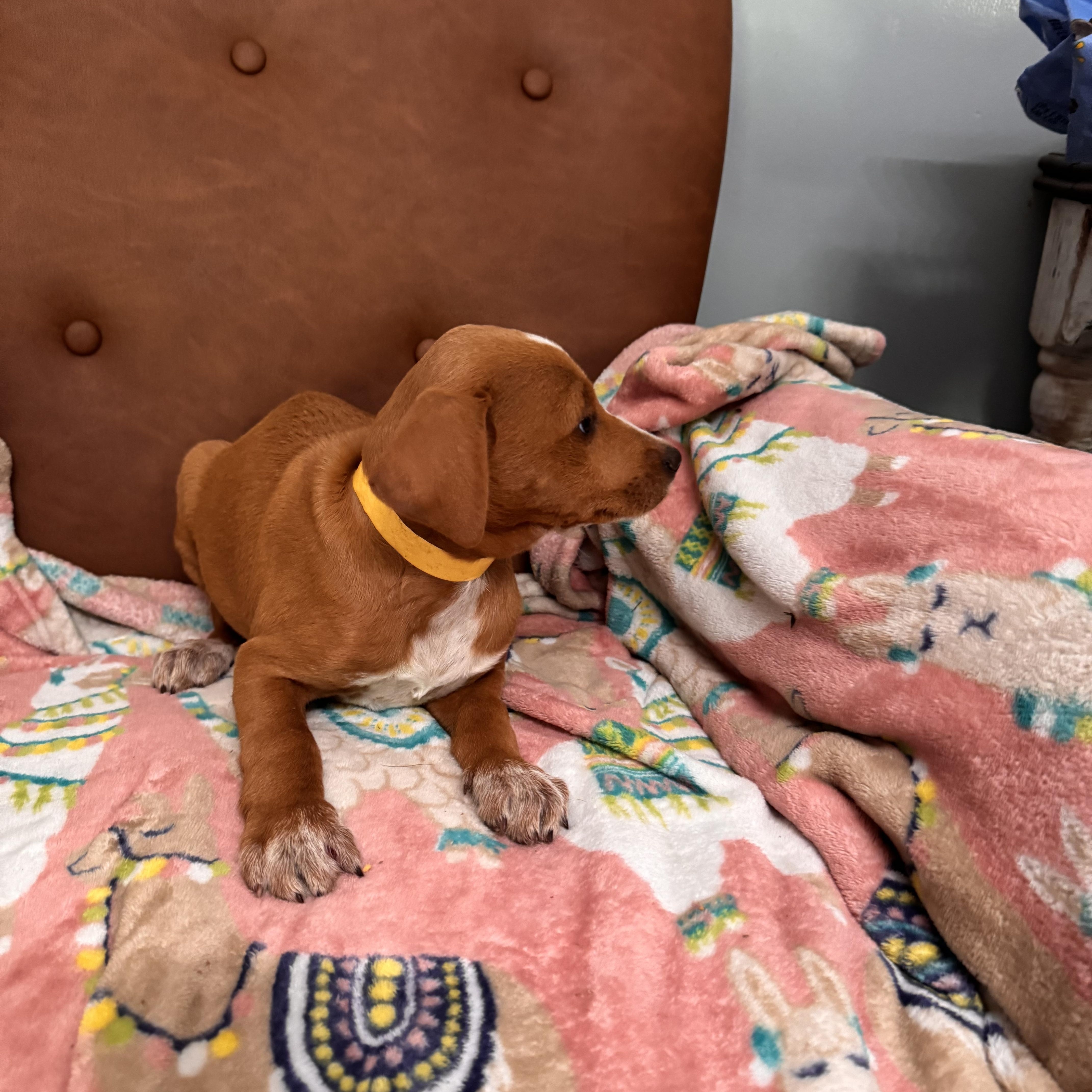 Cookie, an adoptable Goldendoodle in Sequatchie, TN, 37374 | Photo Image 3