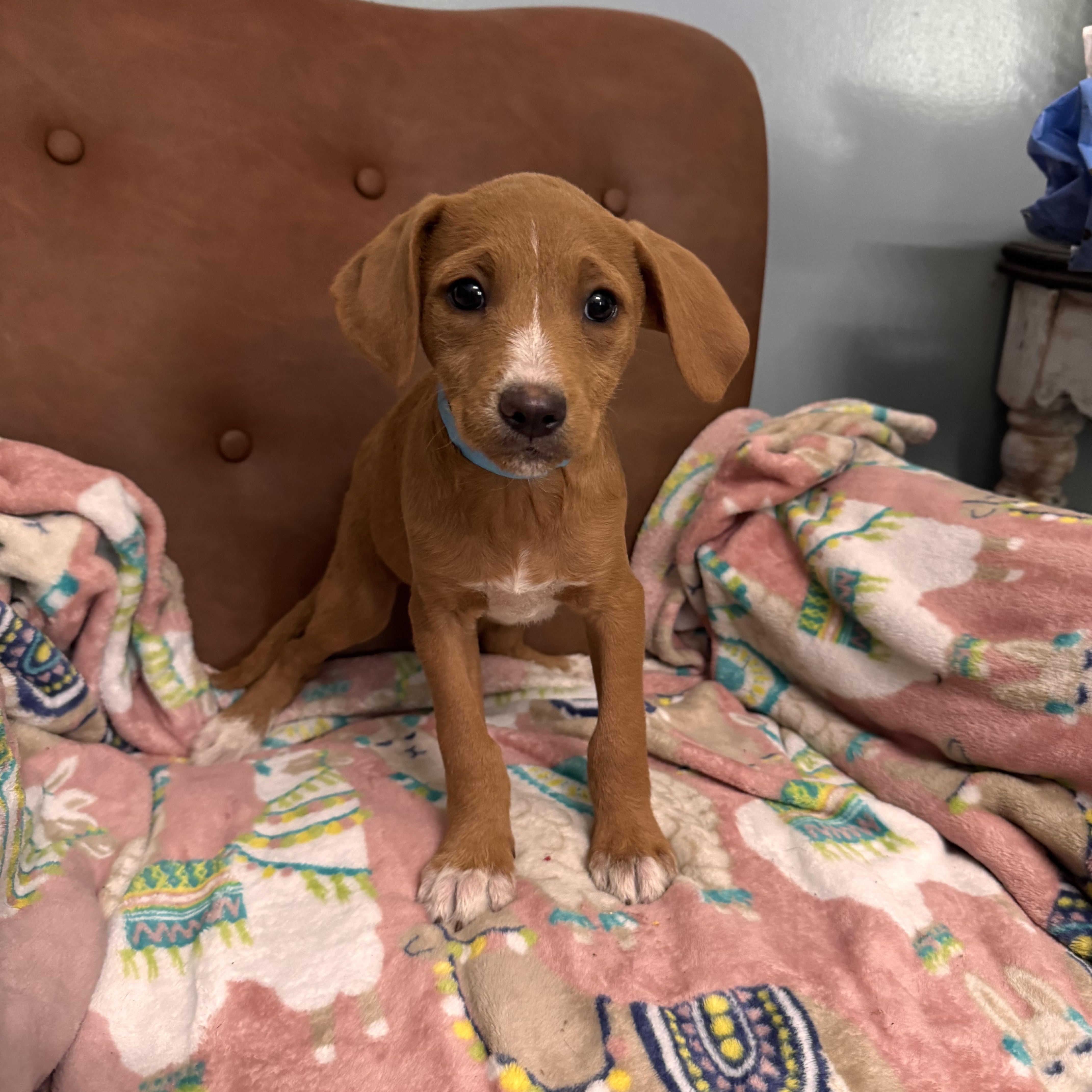 Cookie, an adoptable Goldendoodle in Sequatchie, TN, 37374 | Photo Image 1