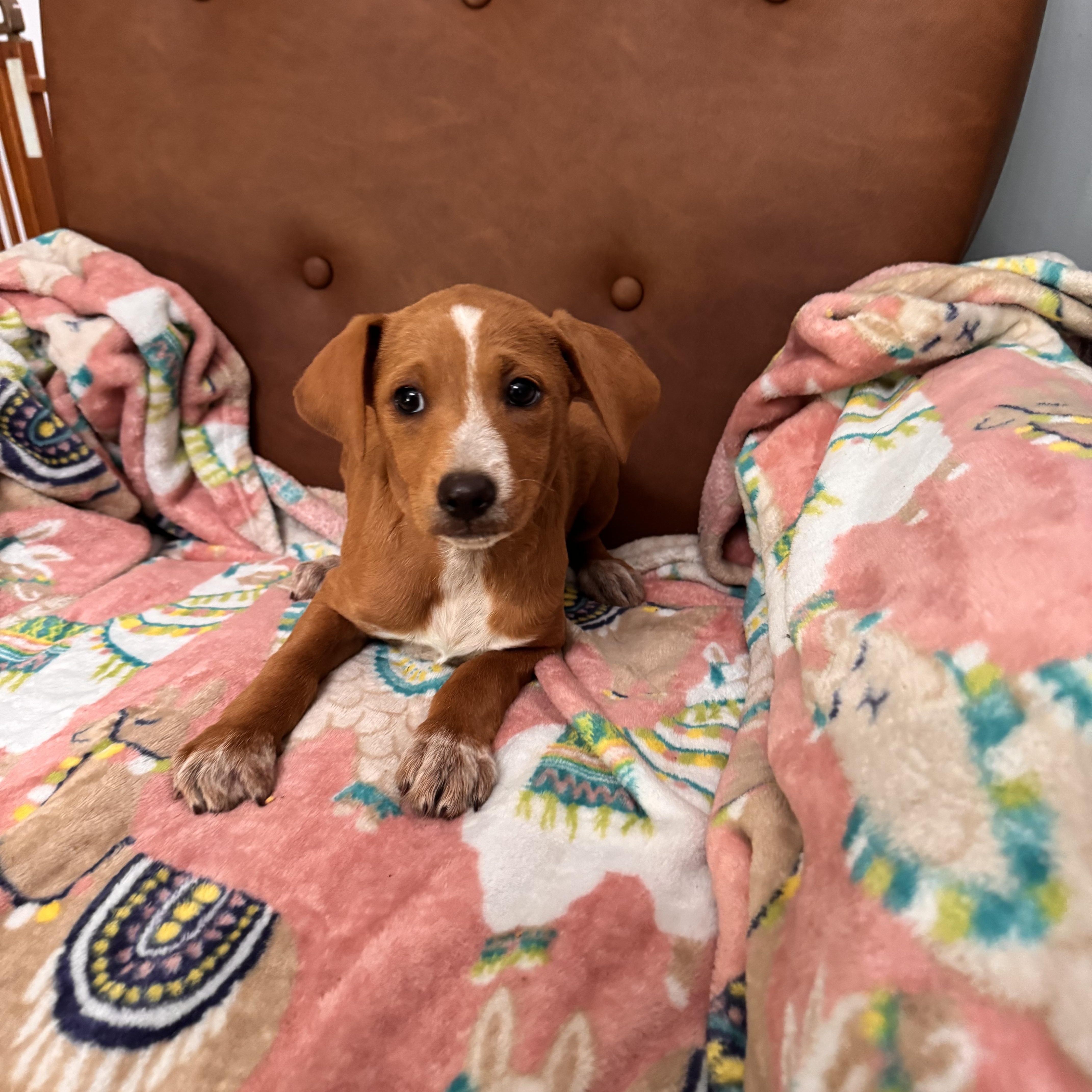 Cookie, an adoptable Goldendoodle in Sequatchie, TN, 37374 | Photo Image 4