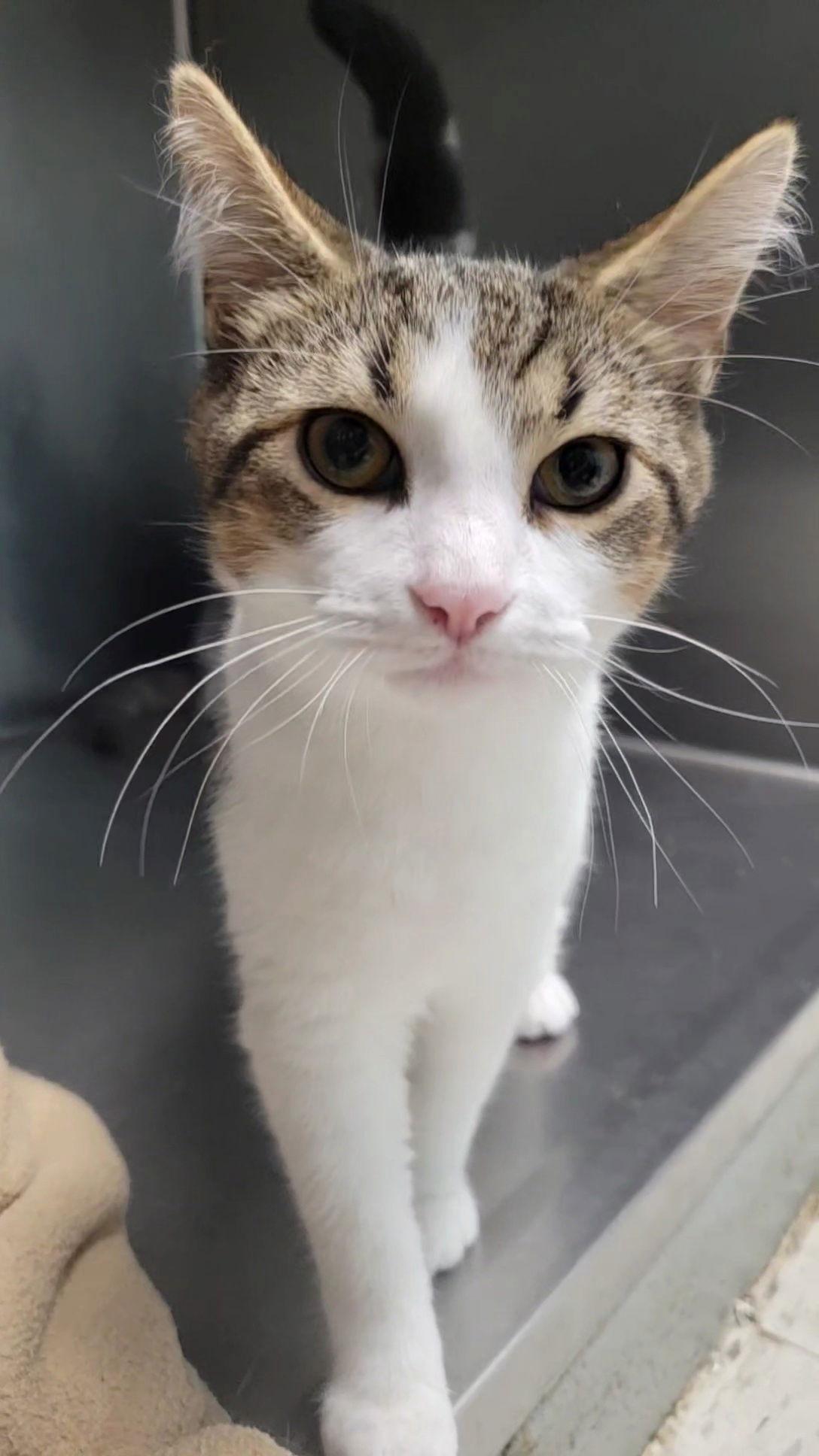 Enlarge *Jerry, a Adopted Domestic Short Hair in Forest, VA image 1/1