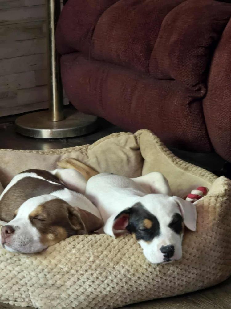 Asher, Adoptable, Puppy Male Mixed Breed.