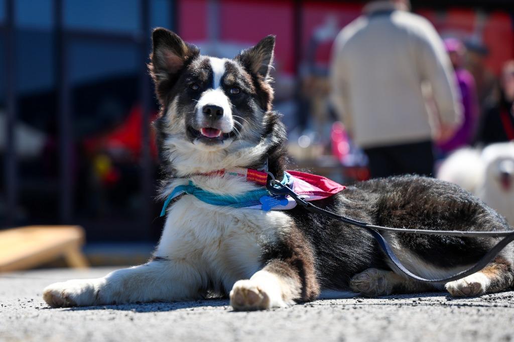 Rosemary, Adoptable, Puppy Female Husky & Mixed Breed.