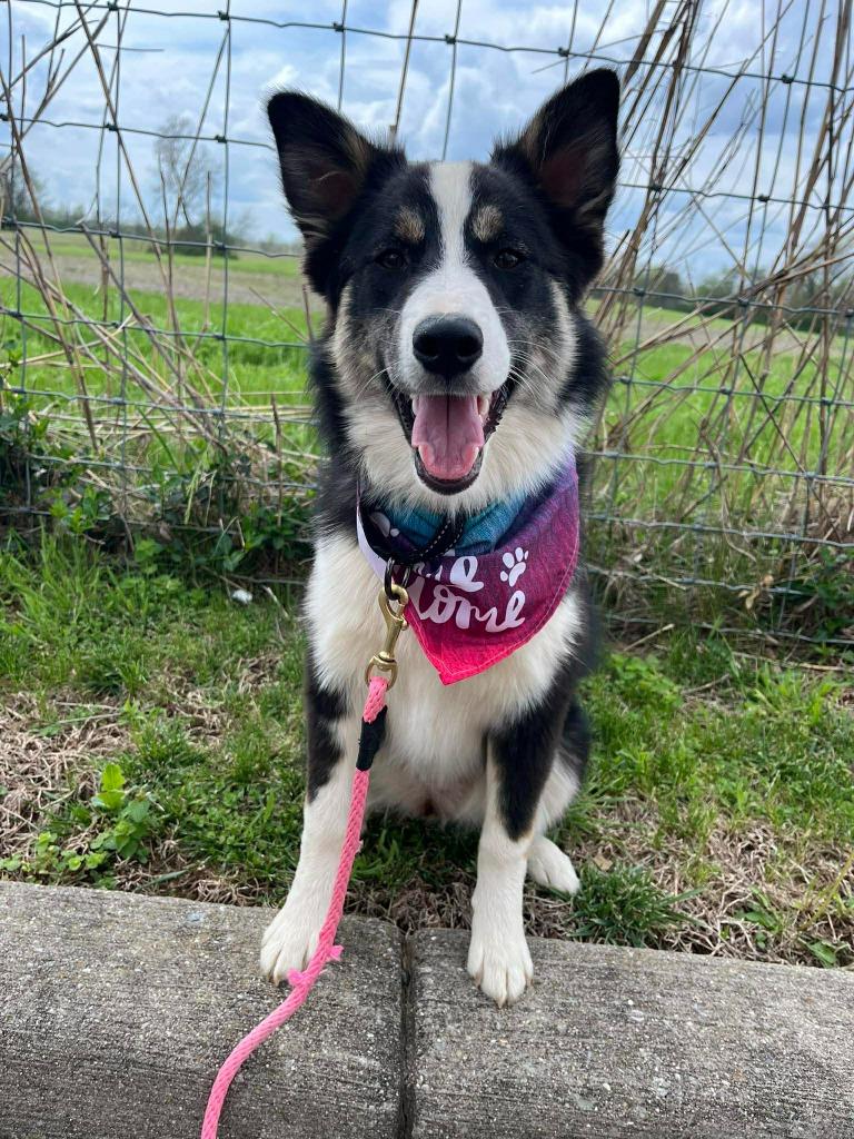 Enlarge Rosemary, a Adoptable mixed breed in Lexington, KY image 2/5