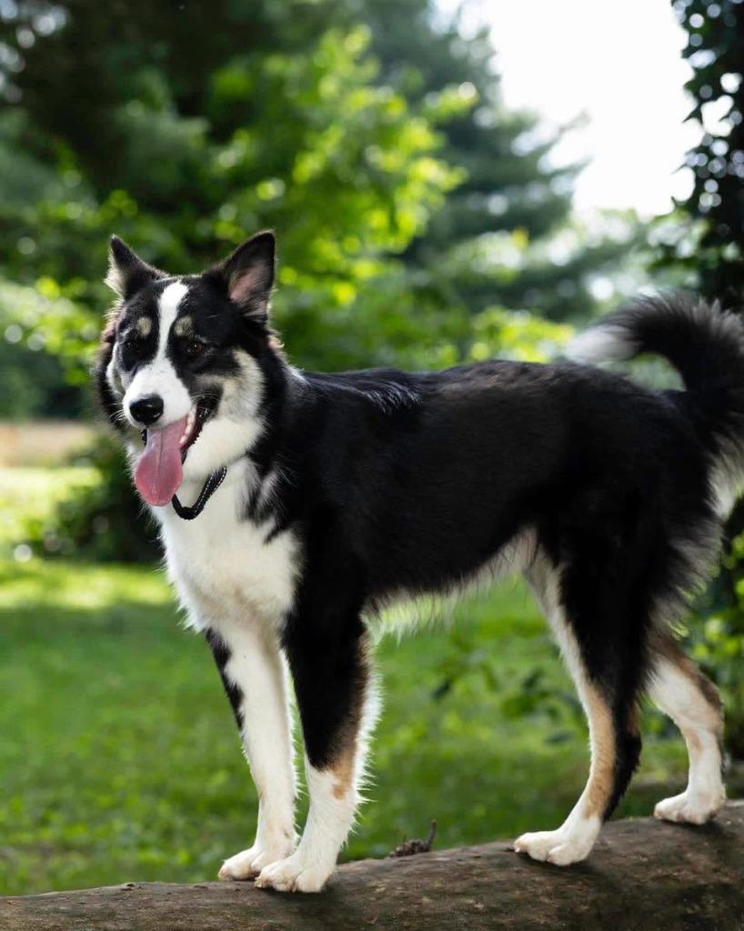 Rosemary, a Adoptable mixed breed in Lexington, KY image 3/6