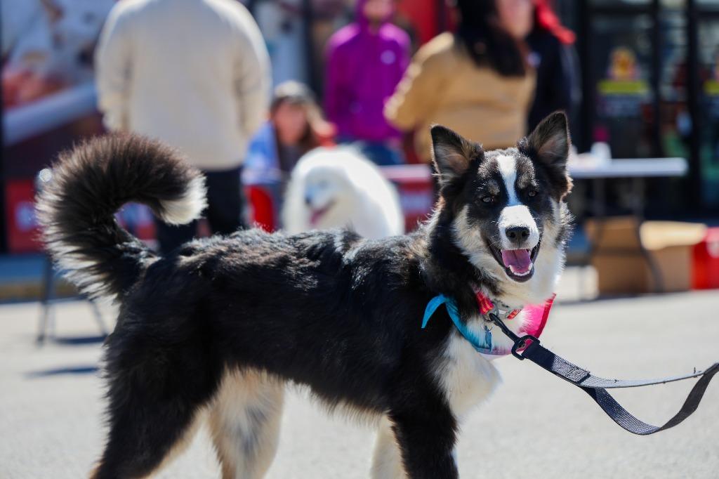 Enlarge Rosemary, a Adoptable mixed breed in Lexington, KY image 3/5