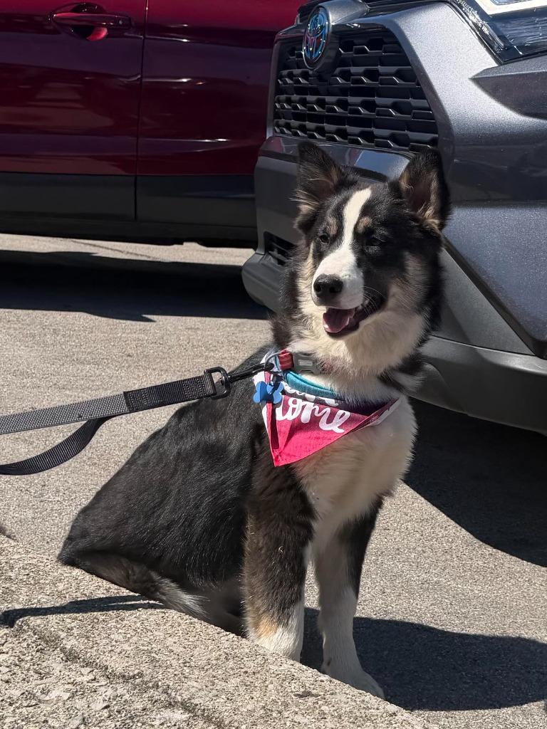 Enlarge Rosemary, a Adoptable mixed breed in Lexington, KY image 4/5