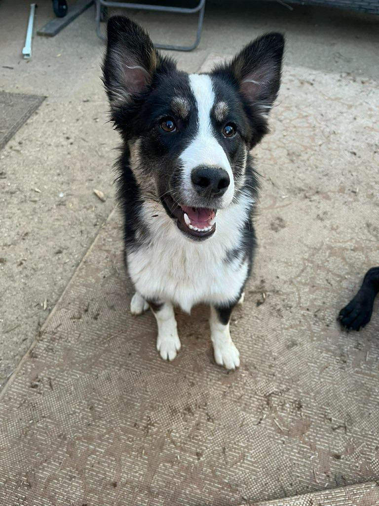 Enlarge Rosemary, a Adoptable mixed breed in Lexington, KY image 5/5