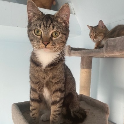 Dallas, Adoptable, Adult Female Tabby & Domestic Short Hair.