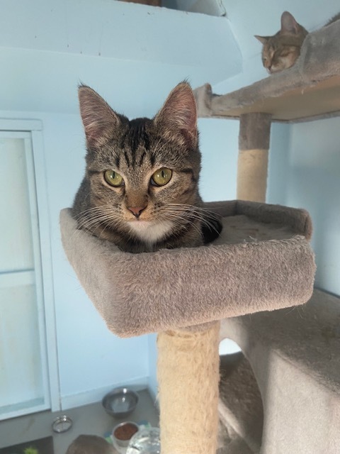 Enlarge Dallas, a Adoptable mixed breed in Marion, NC image 8/10