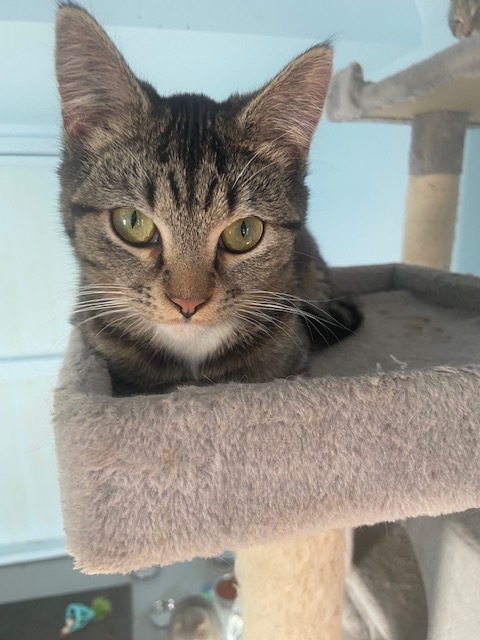 Enlarge Dallas, a Adoptable mixed breed in Marion, NC image 9/10