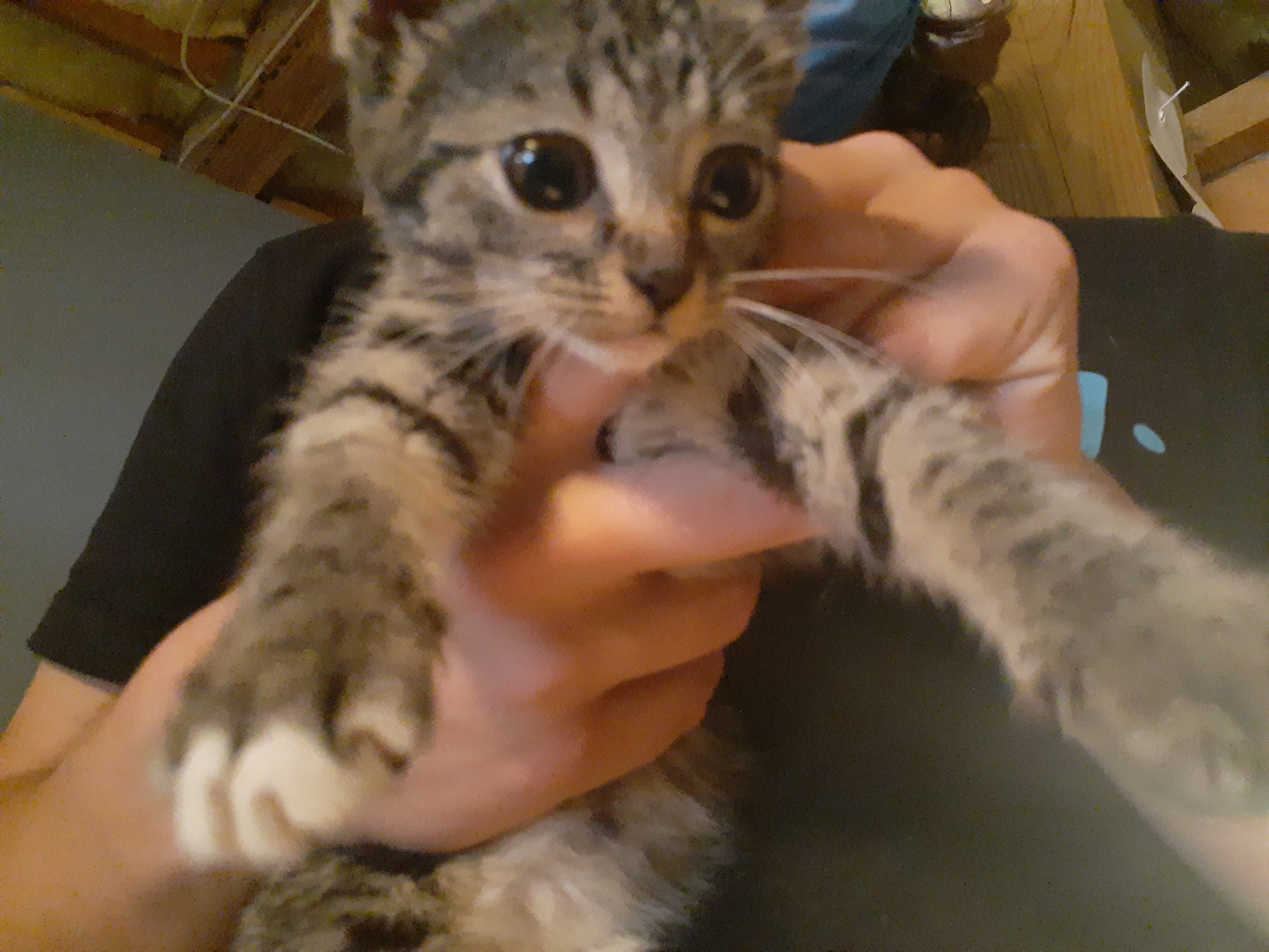 Enlarge Dallas, a Adoptable mixed breed in Marion, NC image 10/10