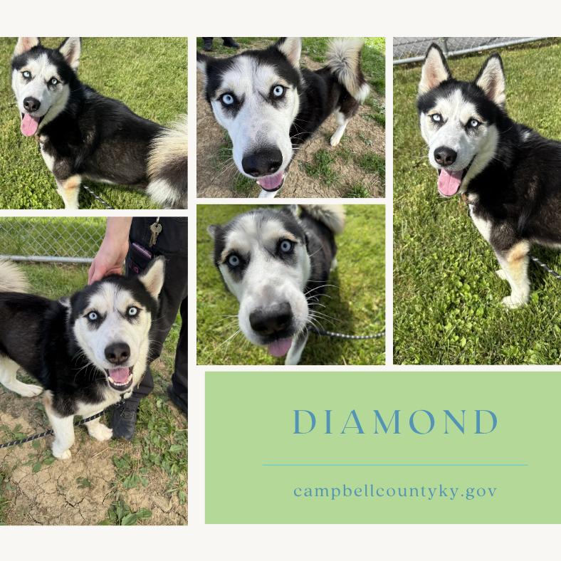 Diamond, Adoptable, Adult Male Siberian Husky.