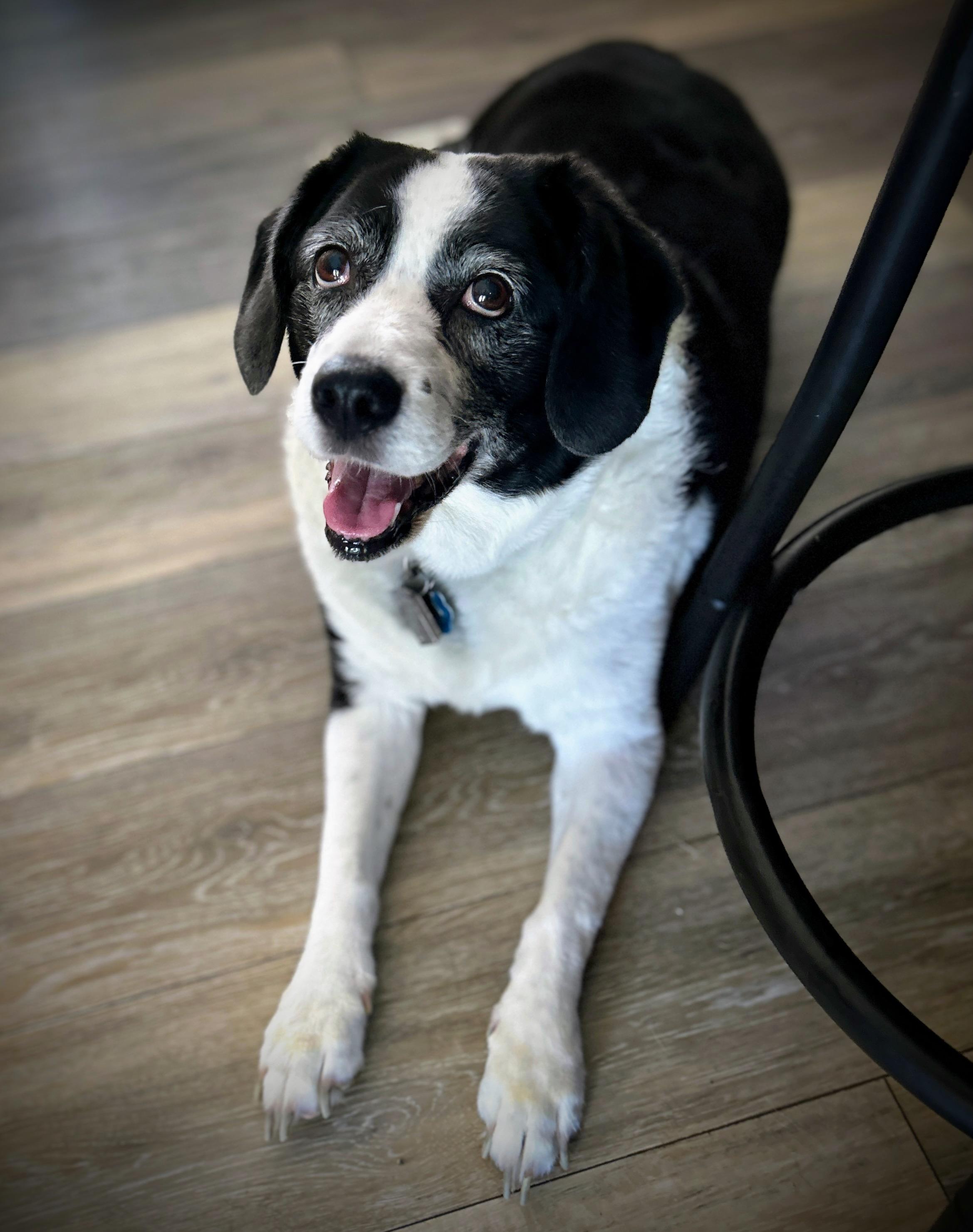 Pumpkin **SAD STORY**, Senior Female Beagle