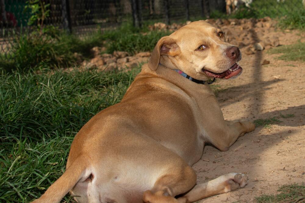 Enlarge Sky, a Adoptable mixed breed in Richmond, TX image 1/5