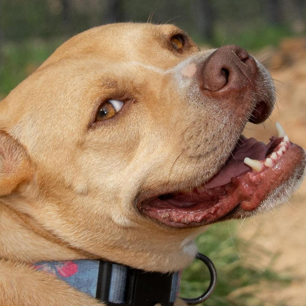 Enlarge Sky, a Adoptable mixed breed in Richmond, TX image 3/5