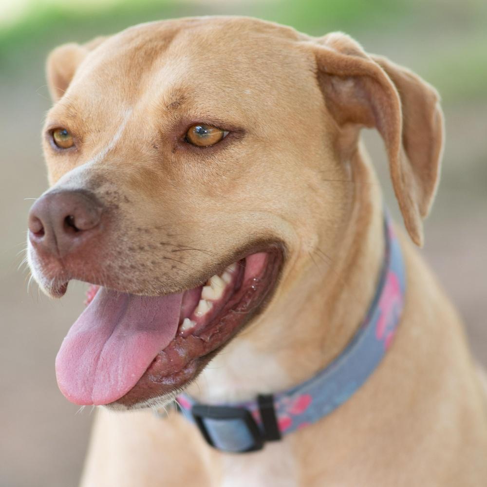 Enlarge Sky, a Adoptable mixed breed in Richmond, TX image 5/5