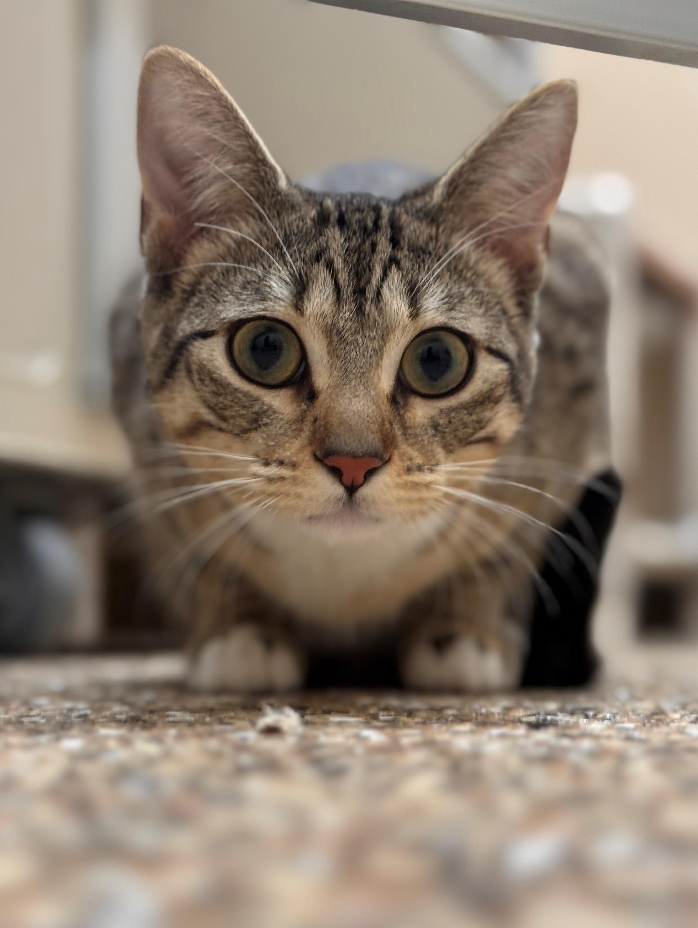 Thimble, a ADOPTABLE Domestic Short Hair in Hackensack, MN image 3/6