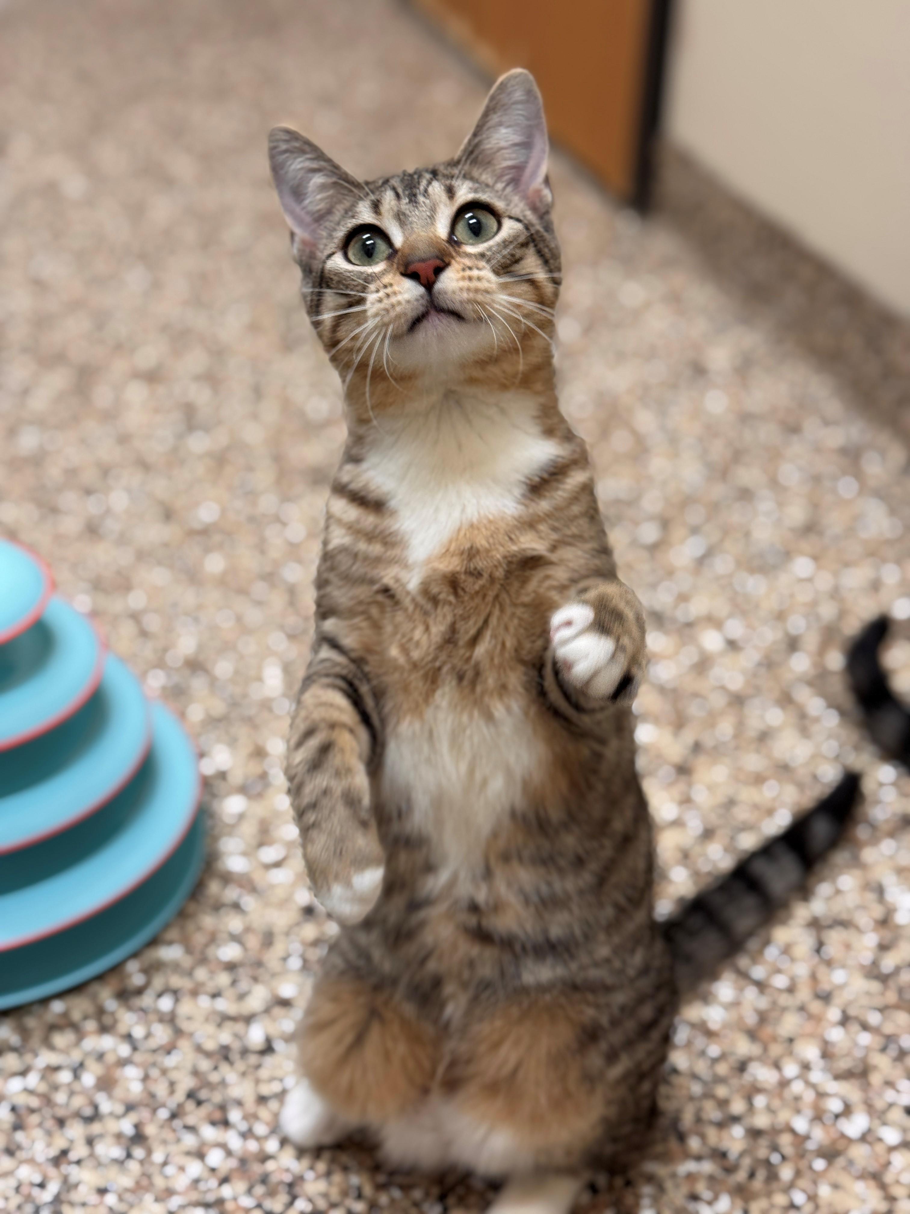 Thimble, a ADOPTABLE Domestic Short Hair in Hackensack, MN image 2/6