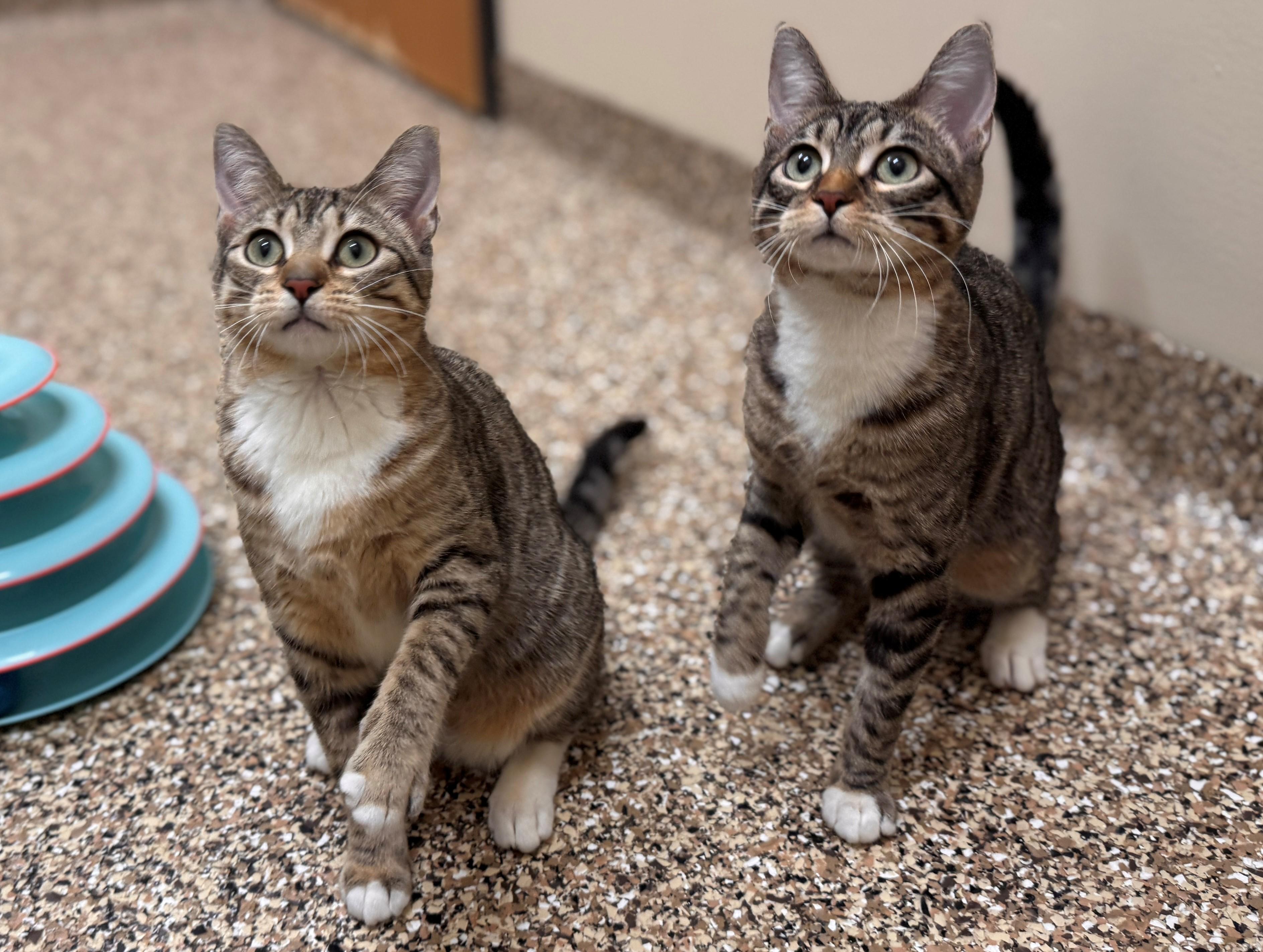 Thimble, a ADOPTABLE Domestic Short Hair in Hackensack, MN image 5/6