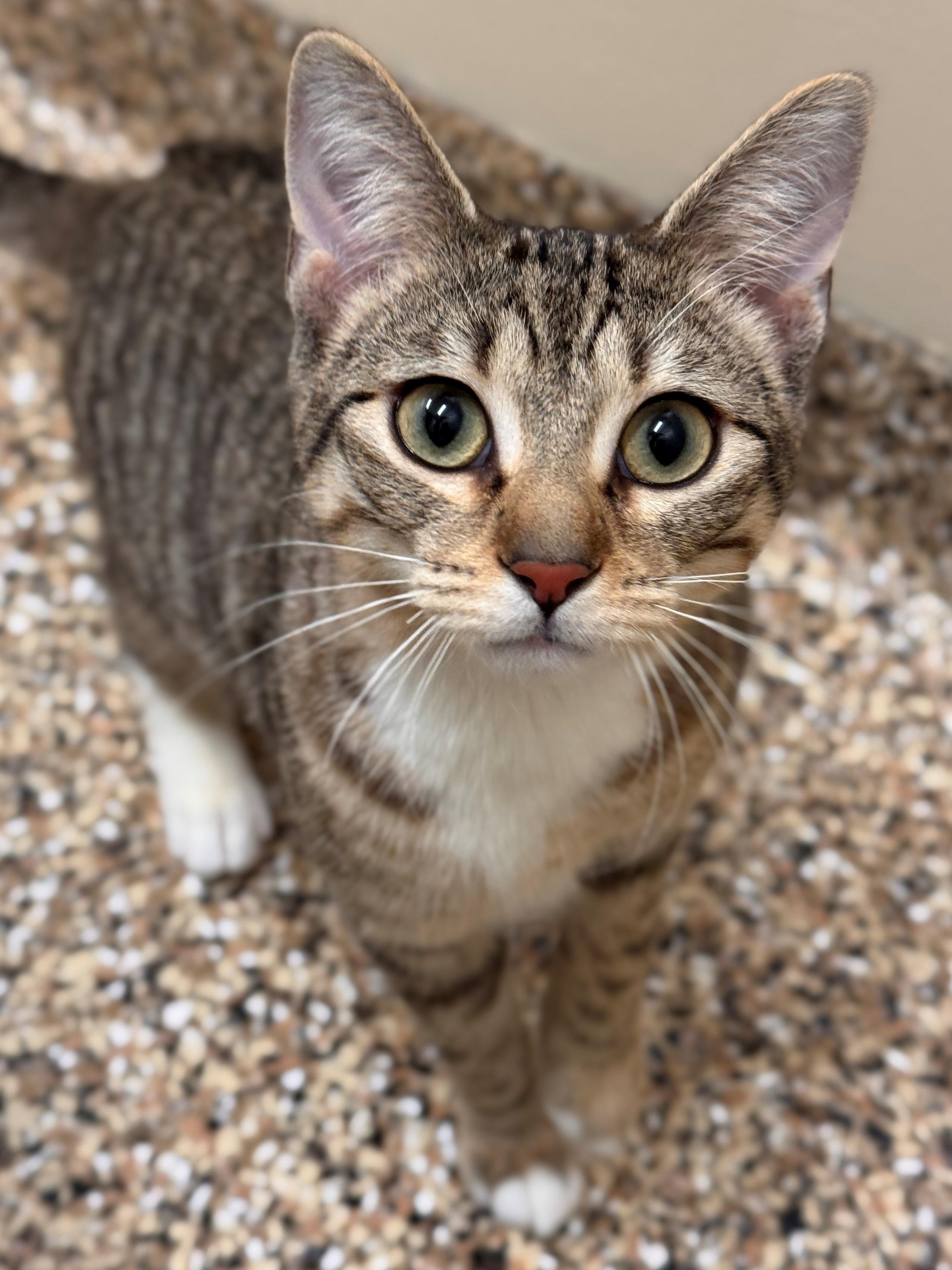 Thimble, ADOPTABLE, Young Female Domestic Short Hair.
