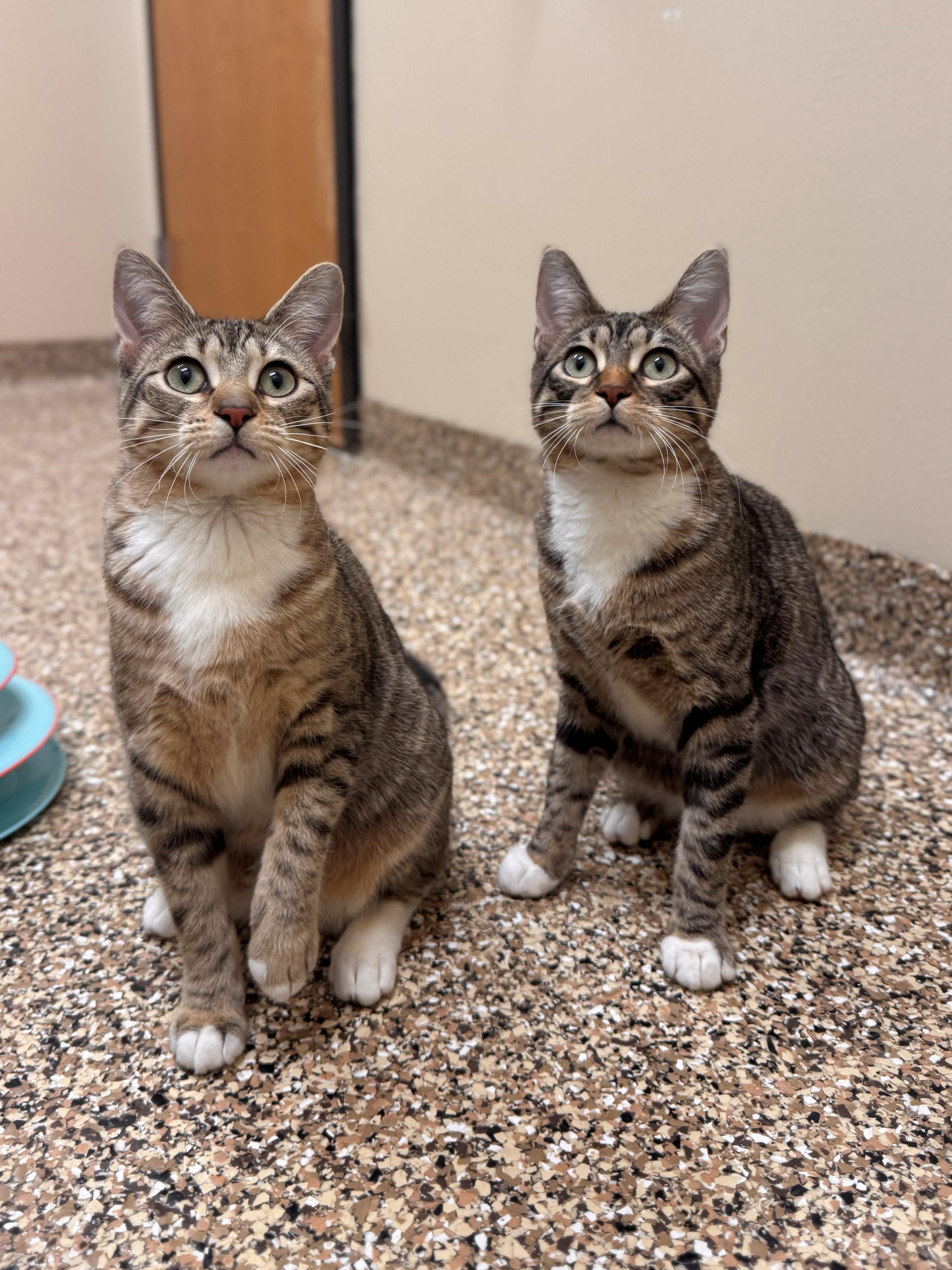 Thimble, a ADOPTABLE Domestic Short Hair in Hackensack, MN image 6/6