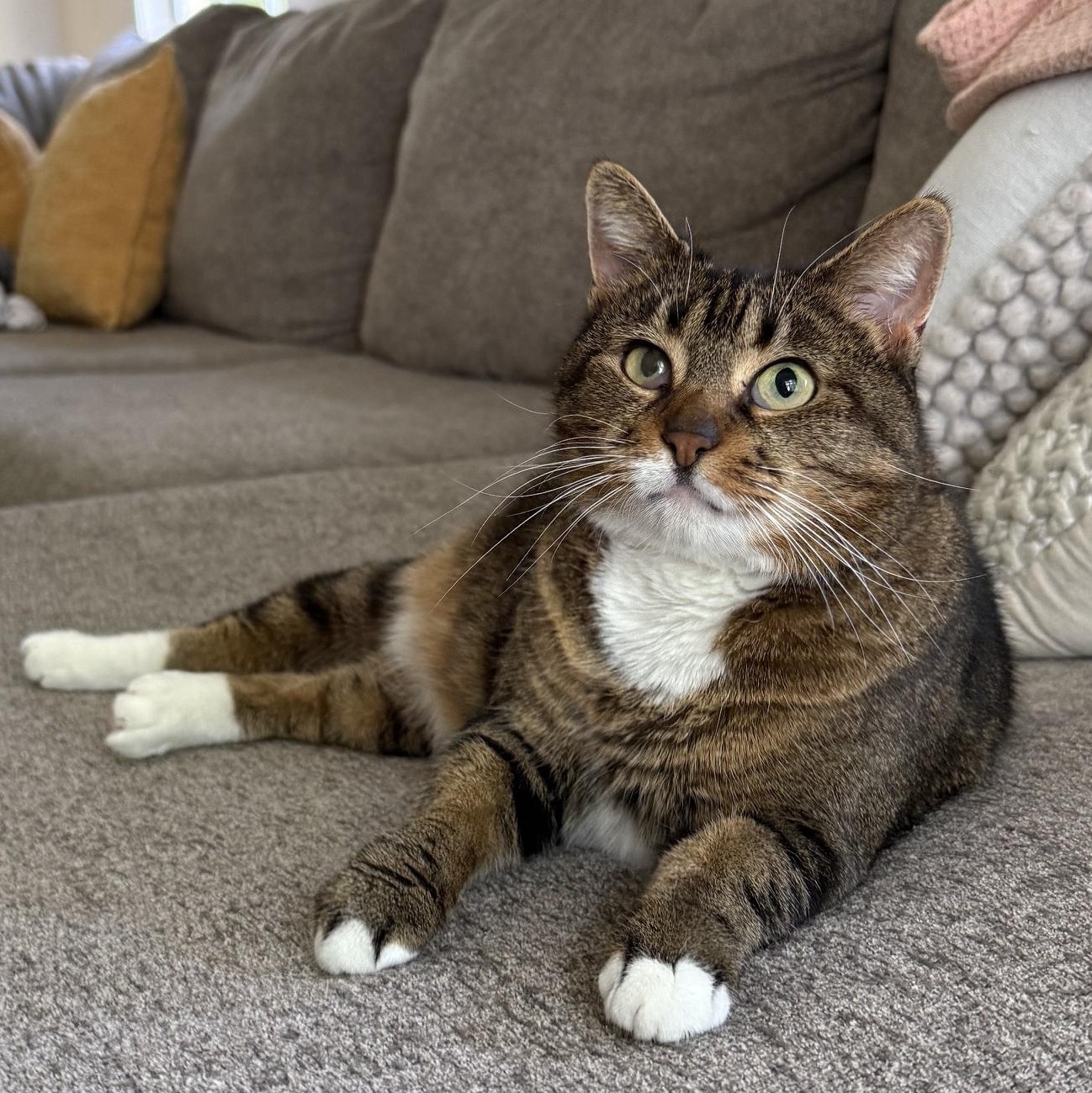 Wren, ADOPTABLE, Adult Female American Shorthair.