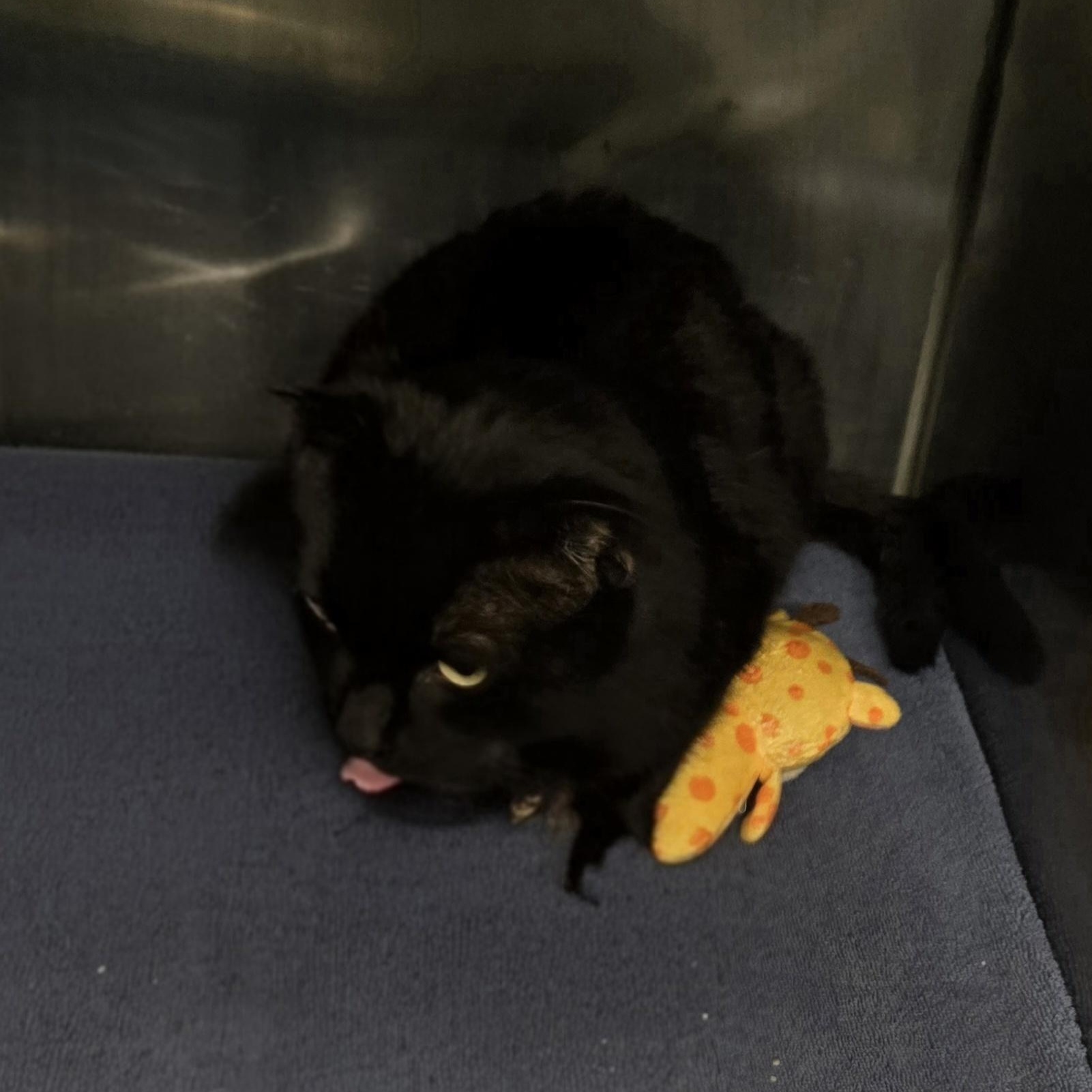 Enlarge Sheamus , a ADOPTABLE Domestic Short Hair in Xenia , OH image 4/5