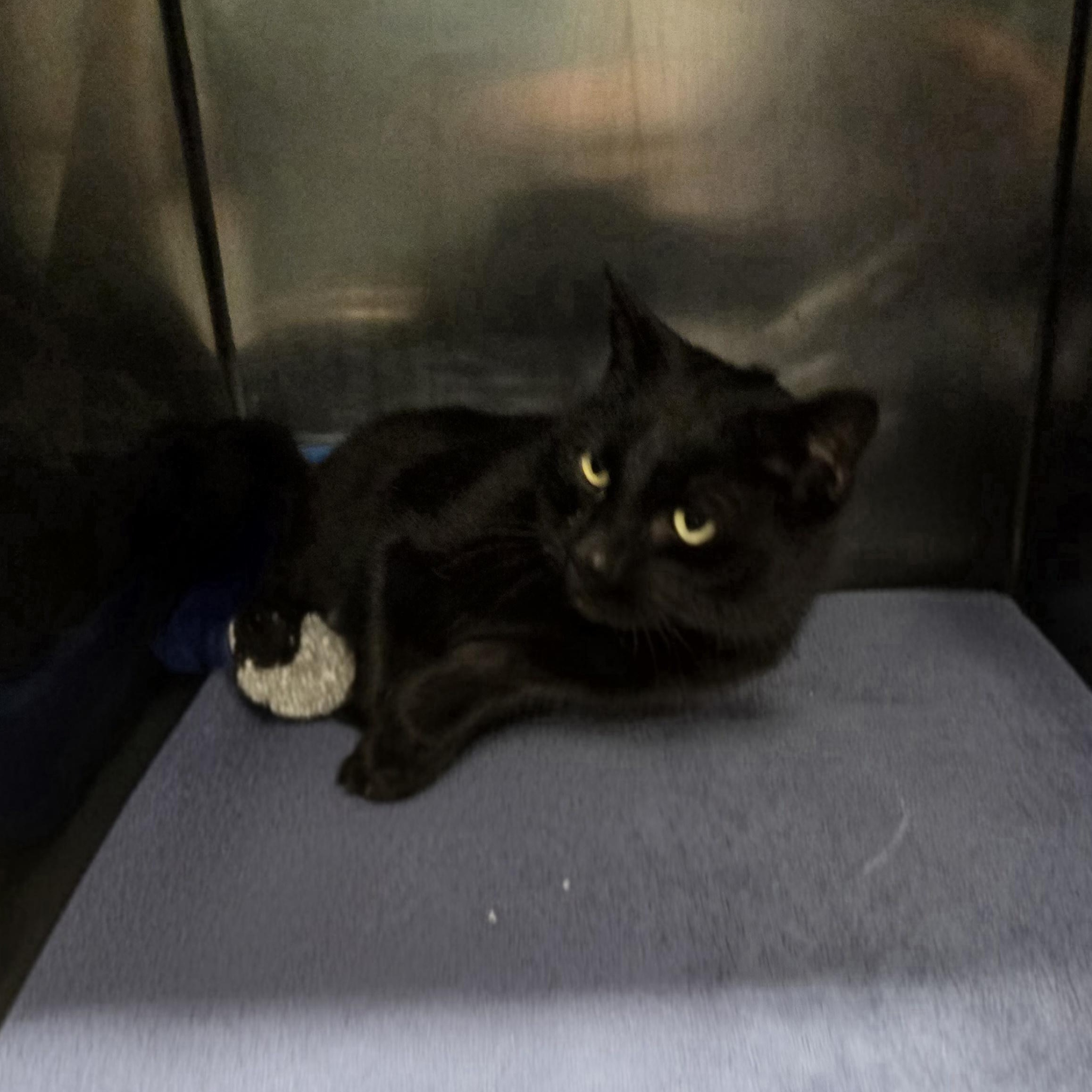 Enlarge Sheamus , a ADOPTABLE Domestic Short Hair in Xenia , OH image 5/5