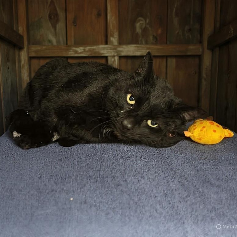 Enlarge Sheamus , a ADOPTABLE Domestic Short Hair in Xenia , OH image 2/5