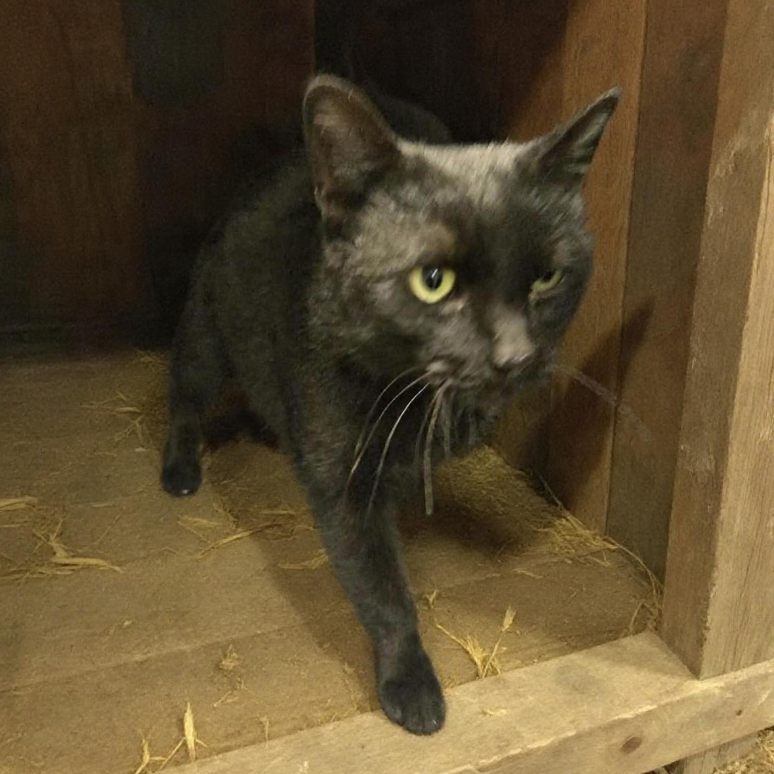 Enlarge Sheamus , a ADOPTABLE Domestic Short Hair in Xenia , OH image 3/5