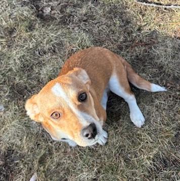 Zuma - Local pup — thumbnail 2