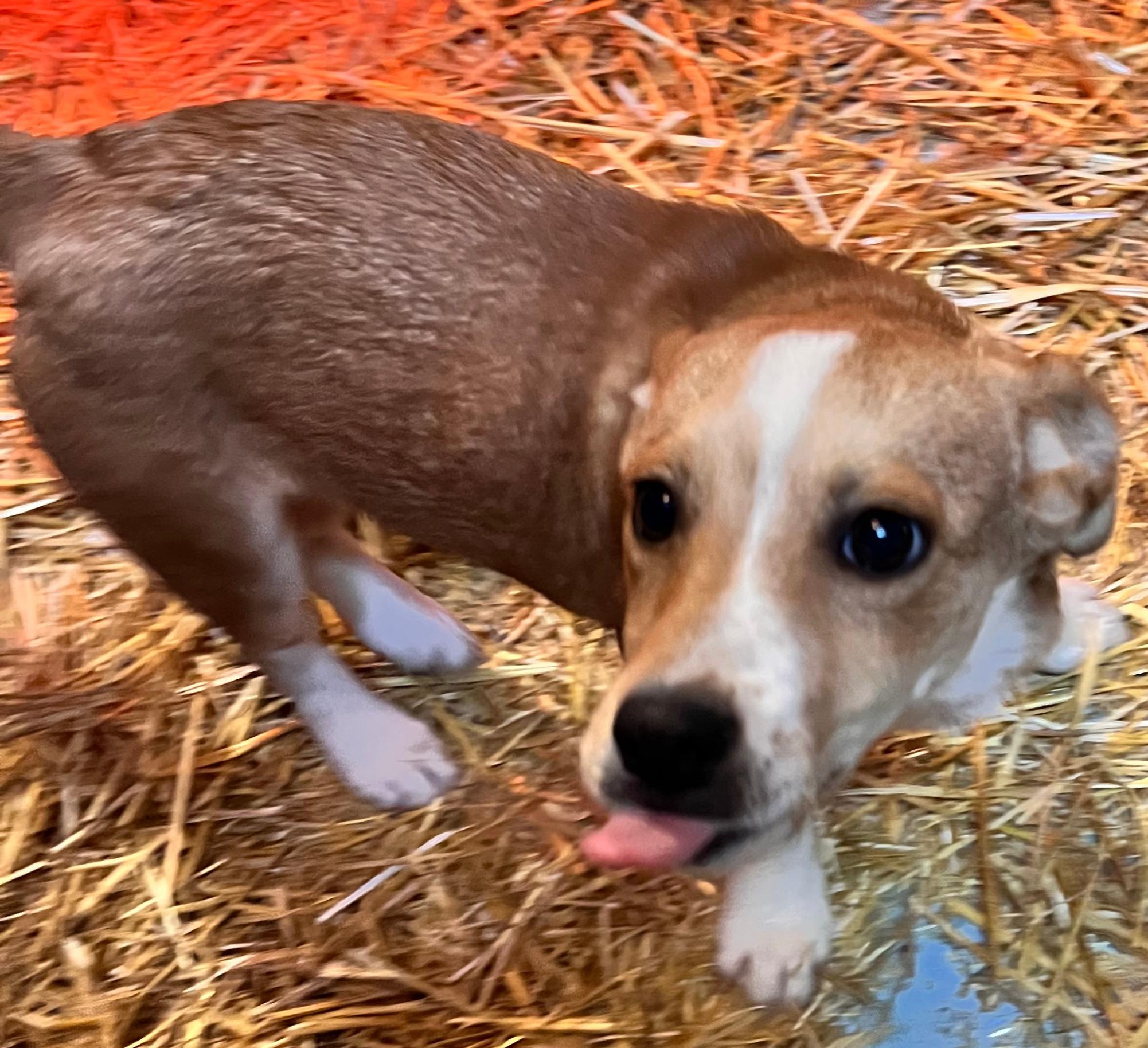 Zuma - Local pup — thumbnail 3