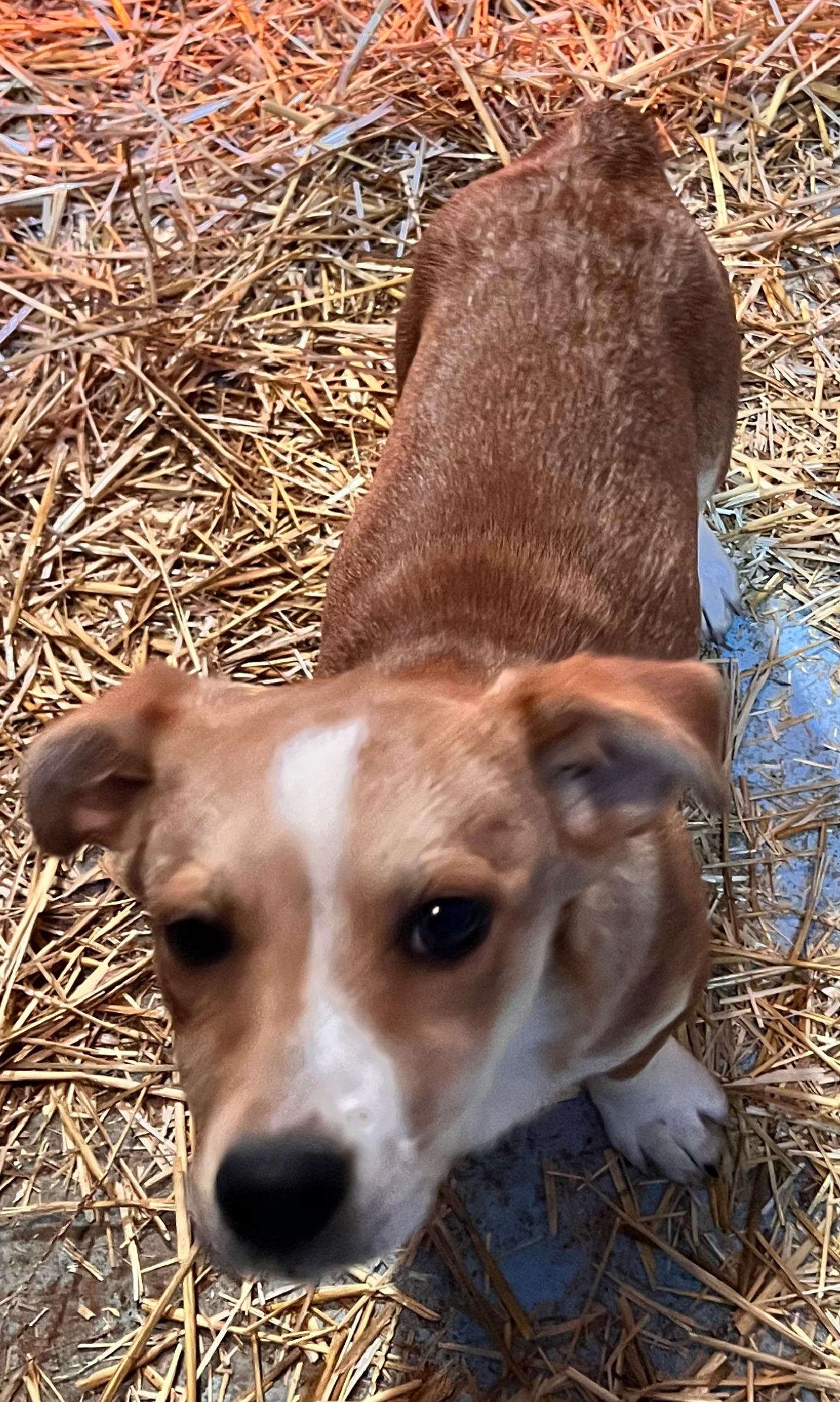 Zuma - Local pup — thumbnail 4