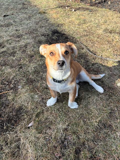 Zuma - Local pup — thumbnail 5