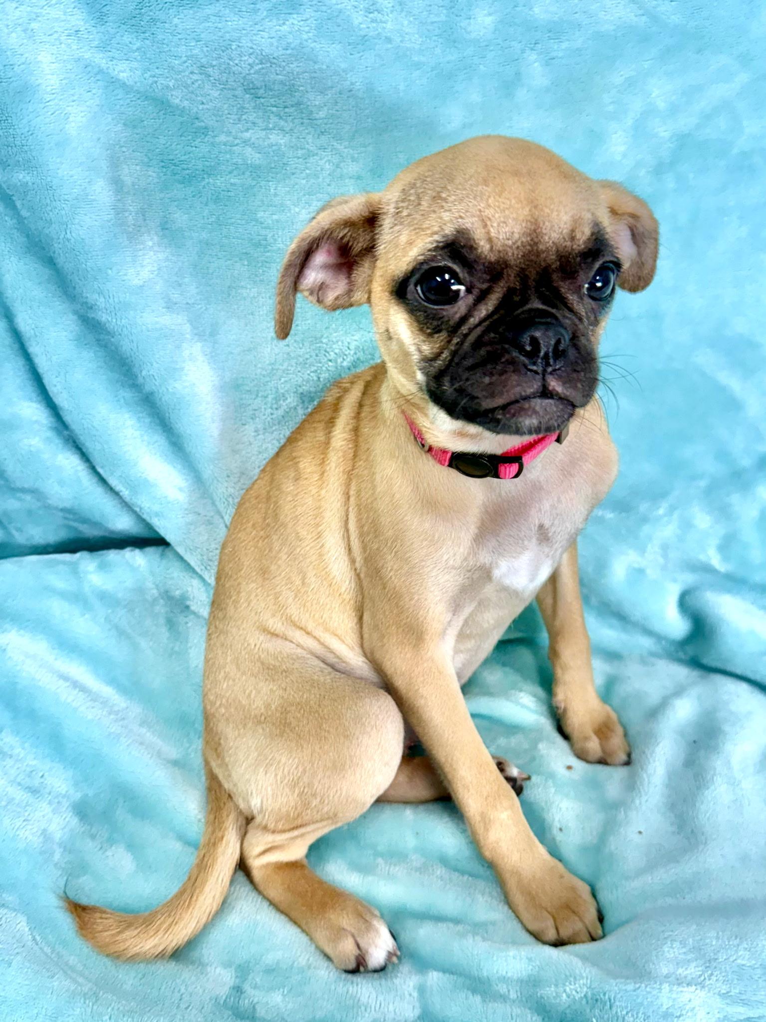 Tator Tot, Adoptable, Puppy Female Pug.