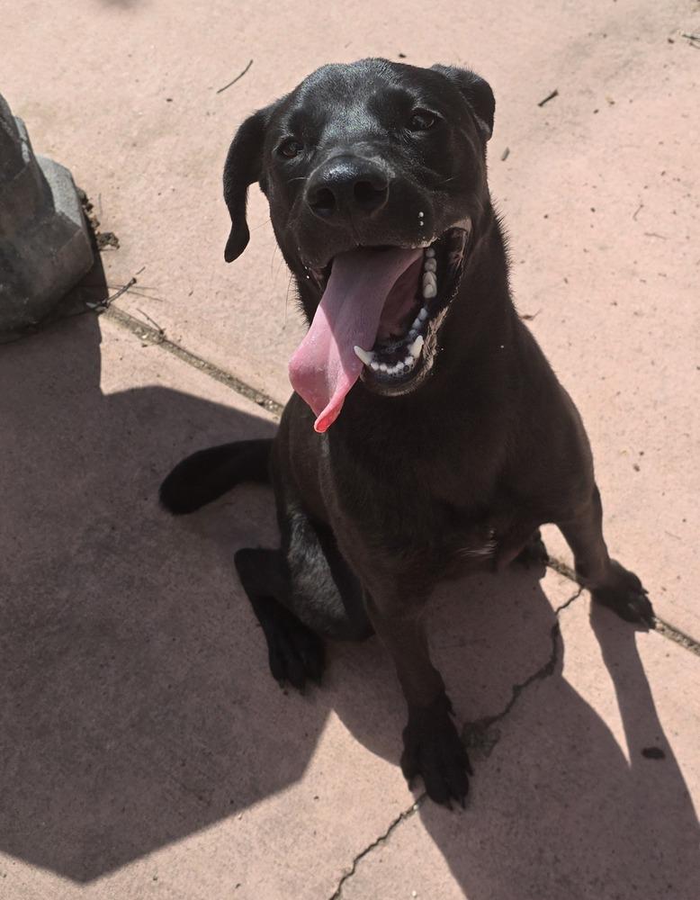Peanut, Adoptable, Adult Male Labrador Retriever.