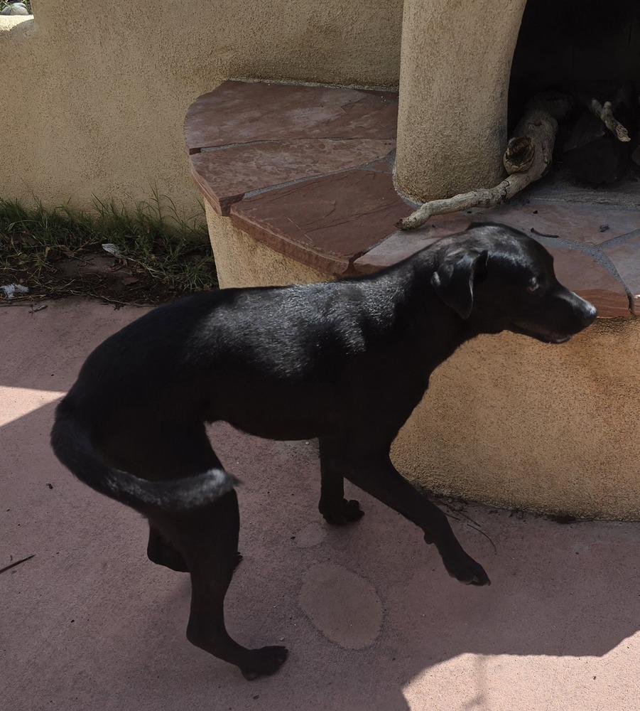 Enlarge Peanut, a Adoptable Labrador Retriever in Albuquerque, NM image 2/6