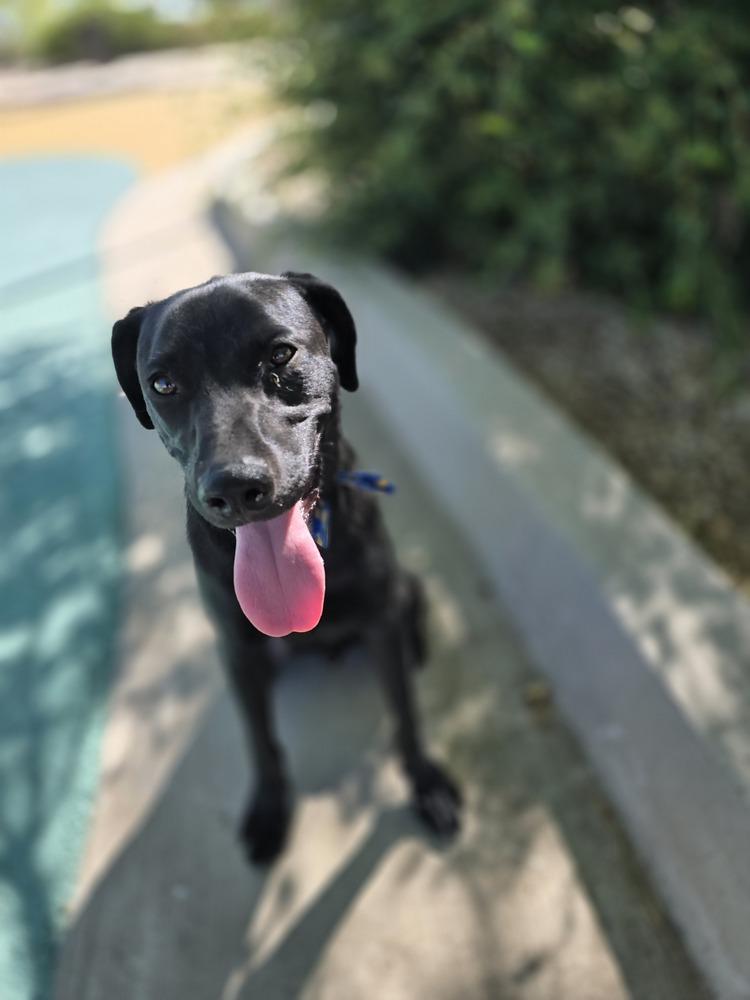 Enlarge Peanut, a Adoptable Labrador Retriever in Albuquerque, NM image 3/6