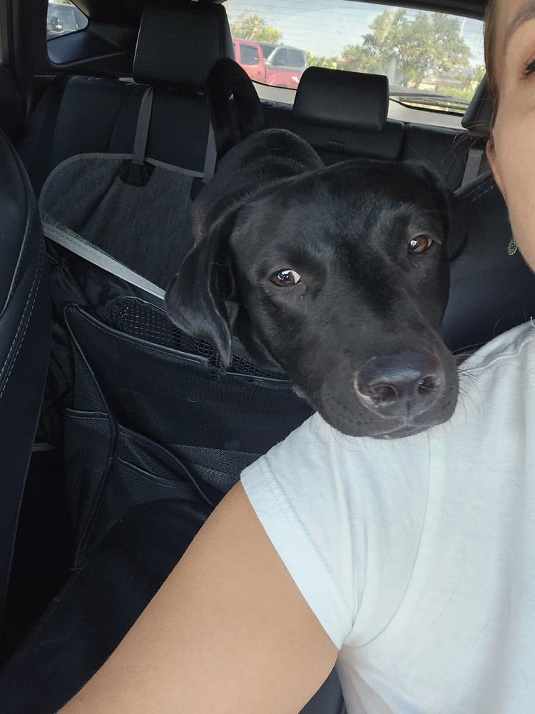 Enlarge Peanut, a Adoptable Labrador Retriever in Albuquerque, NM image 5/6