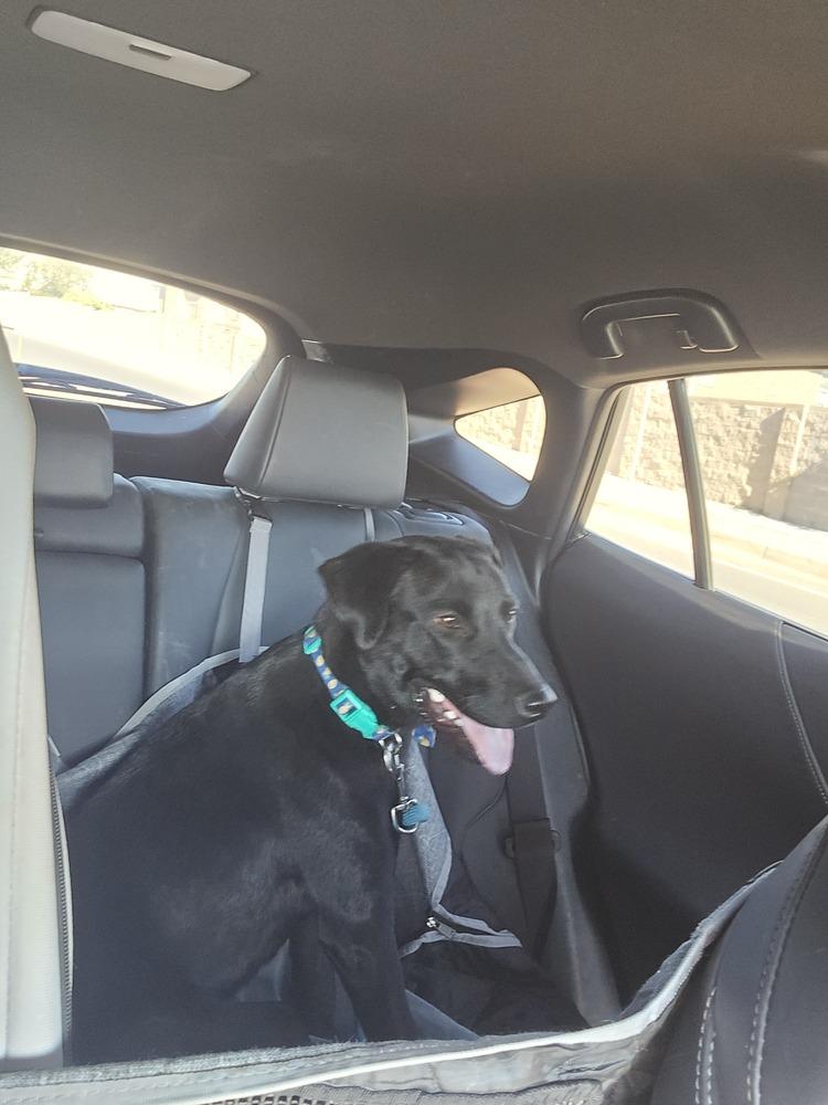 Enlarge Peanut, a Adoptable Labrador Retriever in Albuquerque, NM image 6/6