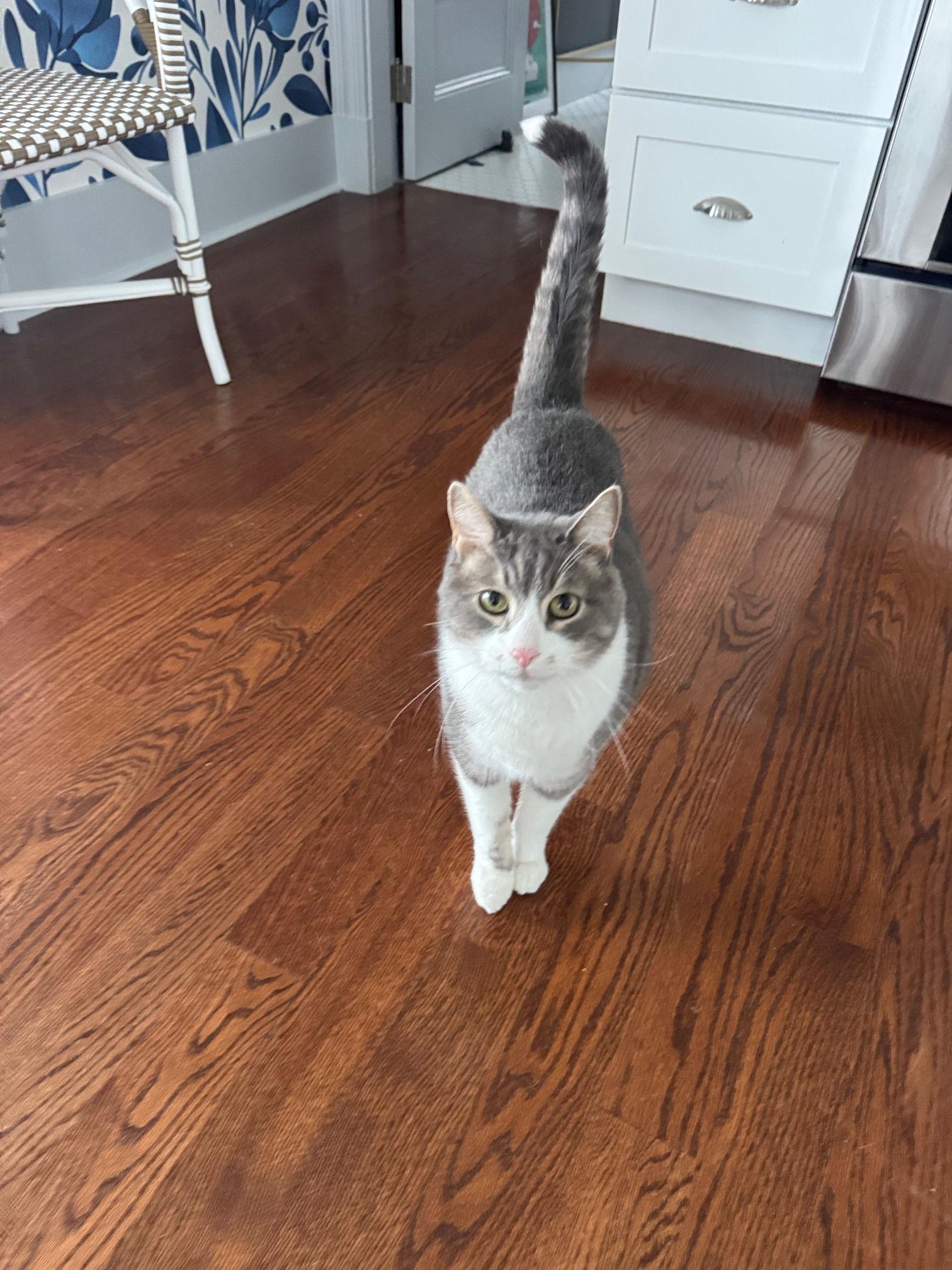 Nicholas, a ADOPTABLE Domestic Short Hair in Melrose, MA image 3/5