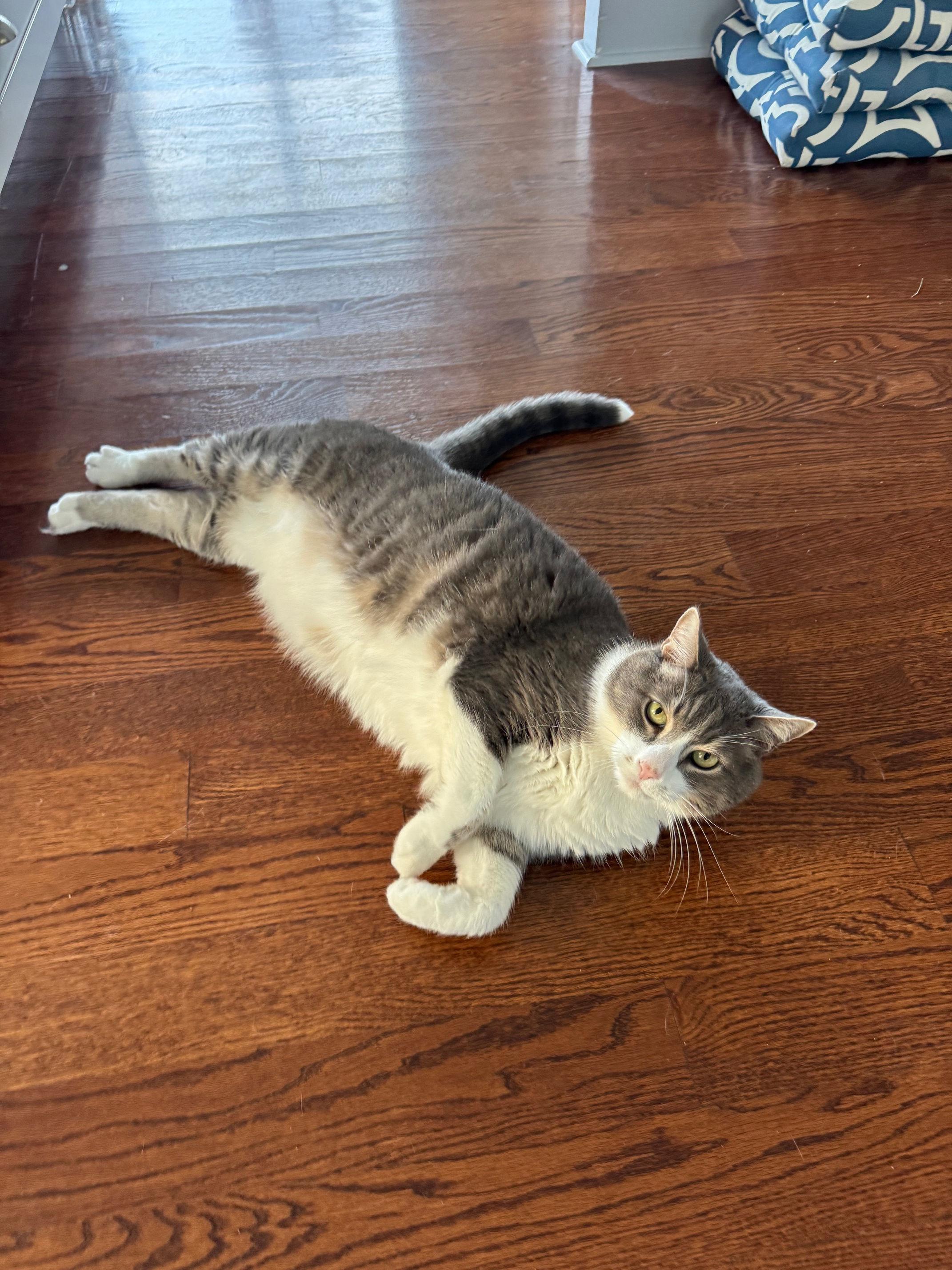 Nicholas, a ADOPTABLE Domestic Short Hair in Melrose, MA image 2/5