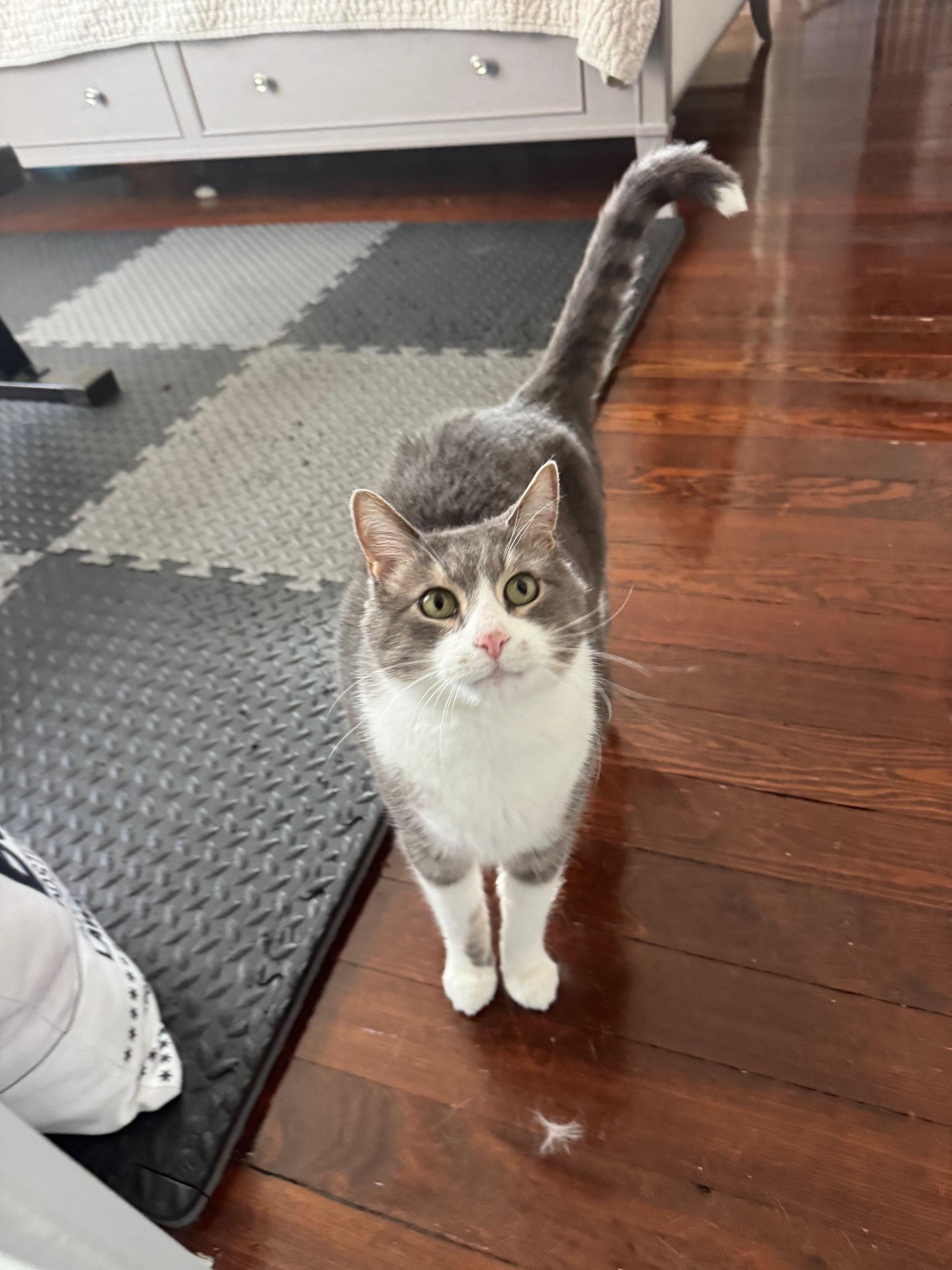 Nicholas, a ADOPTABLE Domestic Short Hair in Melrose, MA image 1/5