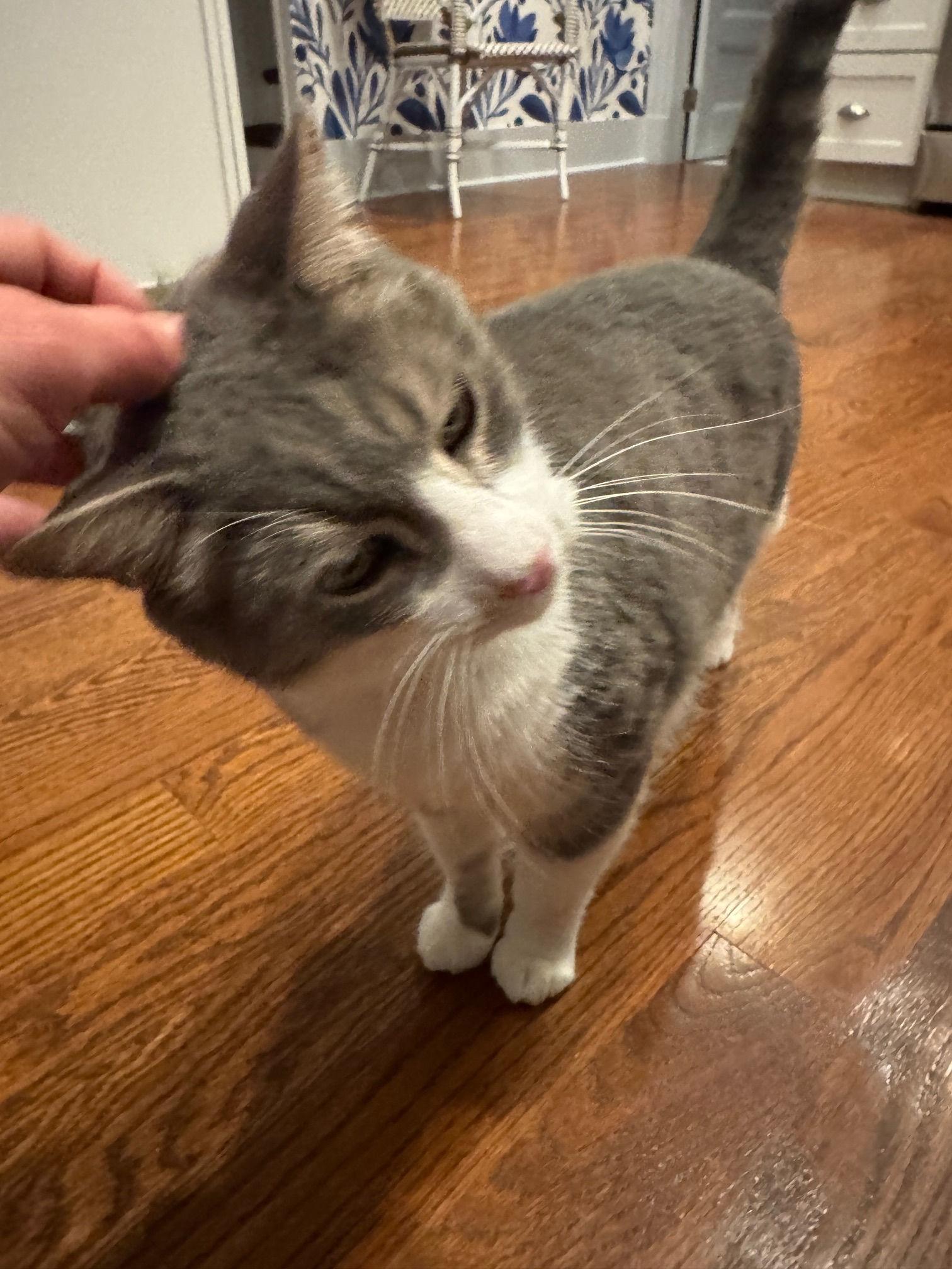 Nicholas, a ADOPTABLE Domestic Short Hair in Melrose, MA image 4/5