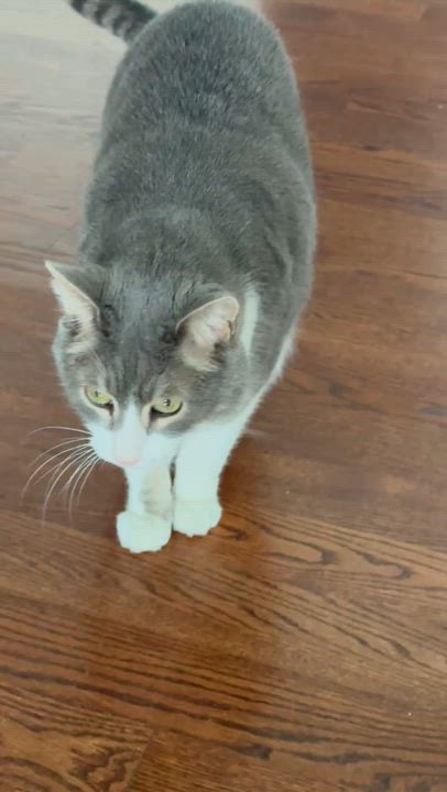 Enlarge Nicholas, a ADOPTABLE Domestic Short Hair in Melrose, MA video 5/5